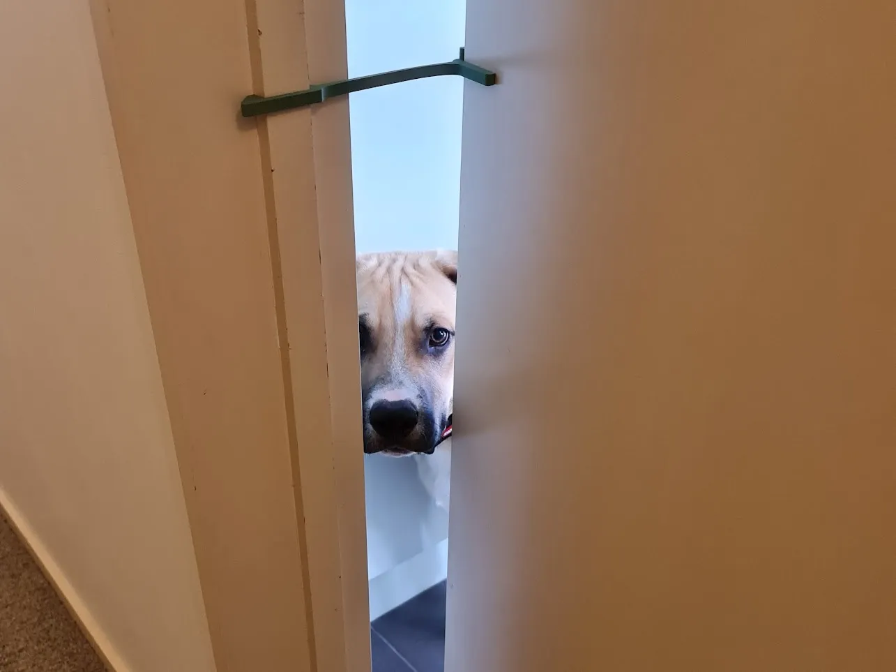 Cái chặn cửa giữ cửa mở một khe cho mèo di chuyển