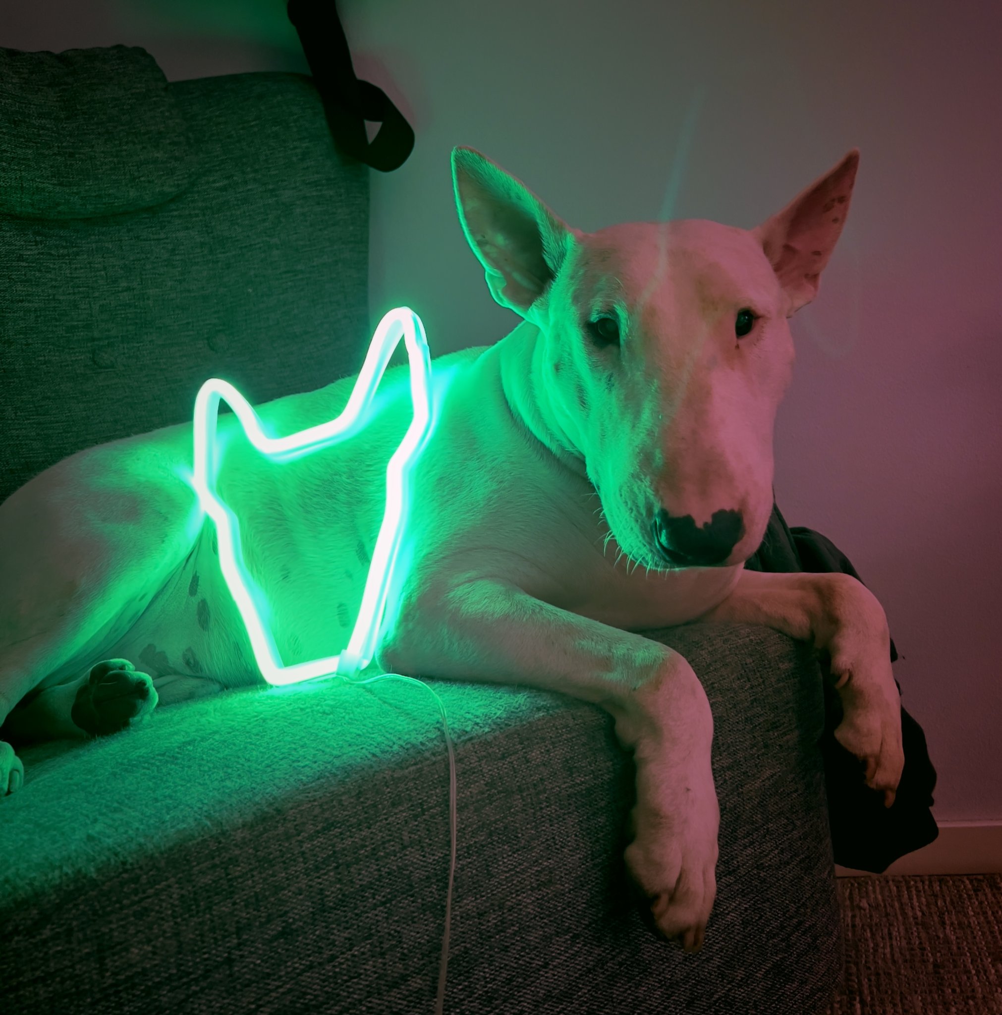 Đèn neon hình Bull Terrier
