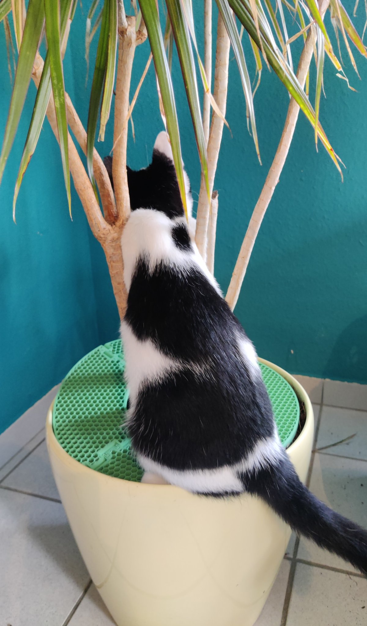 Thiết bị chống đào bới cho mèo bảo vệ cây trồng