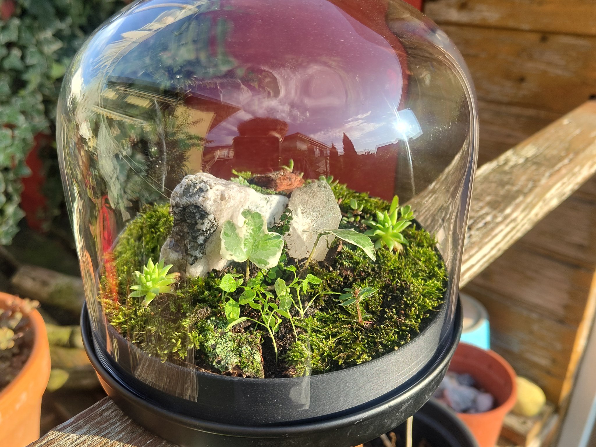 Terrarium nhỏ từ kính dome IKEA và hũ Nutella