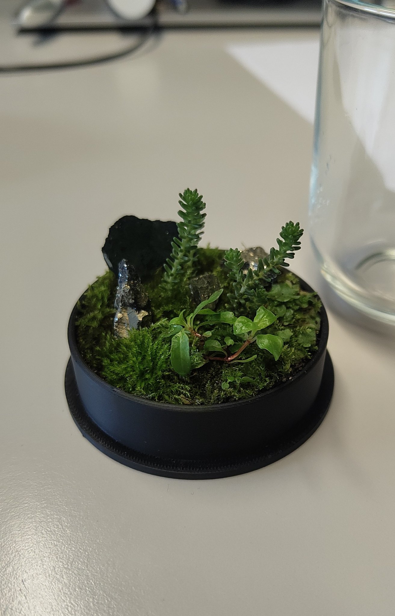Terrarium nhỏ từ kính dome IKEA và hũ Nutella