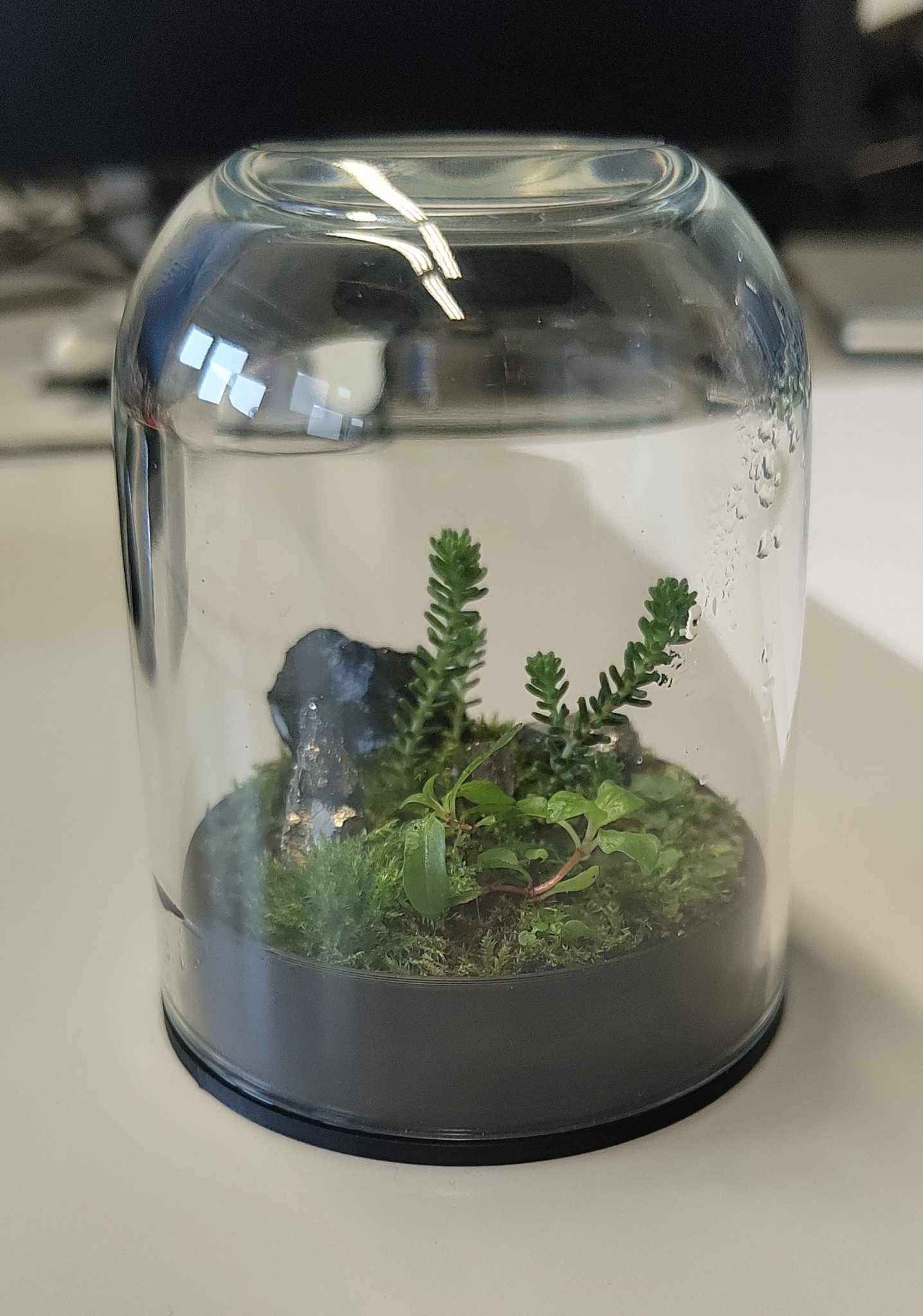 Terrarium nhỏ từ kính dome IKEA và hũ Nutella