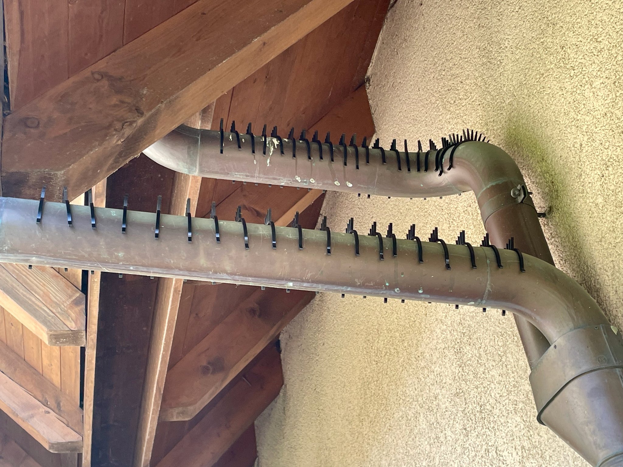 Gai chống chim bồ câu cho ống thoát nước