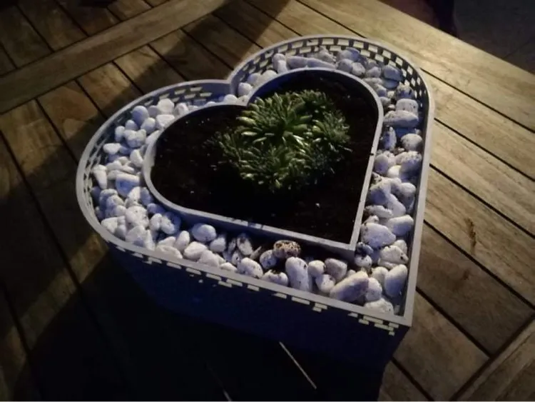 Chậu cây hình trái tim cho cây succulent