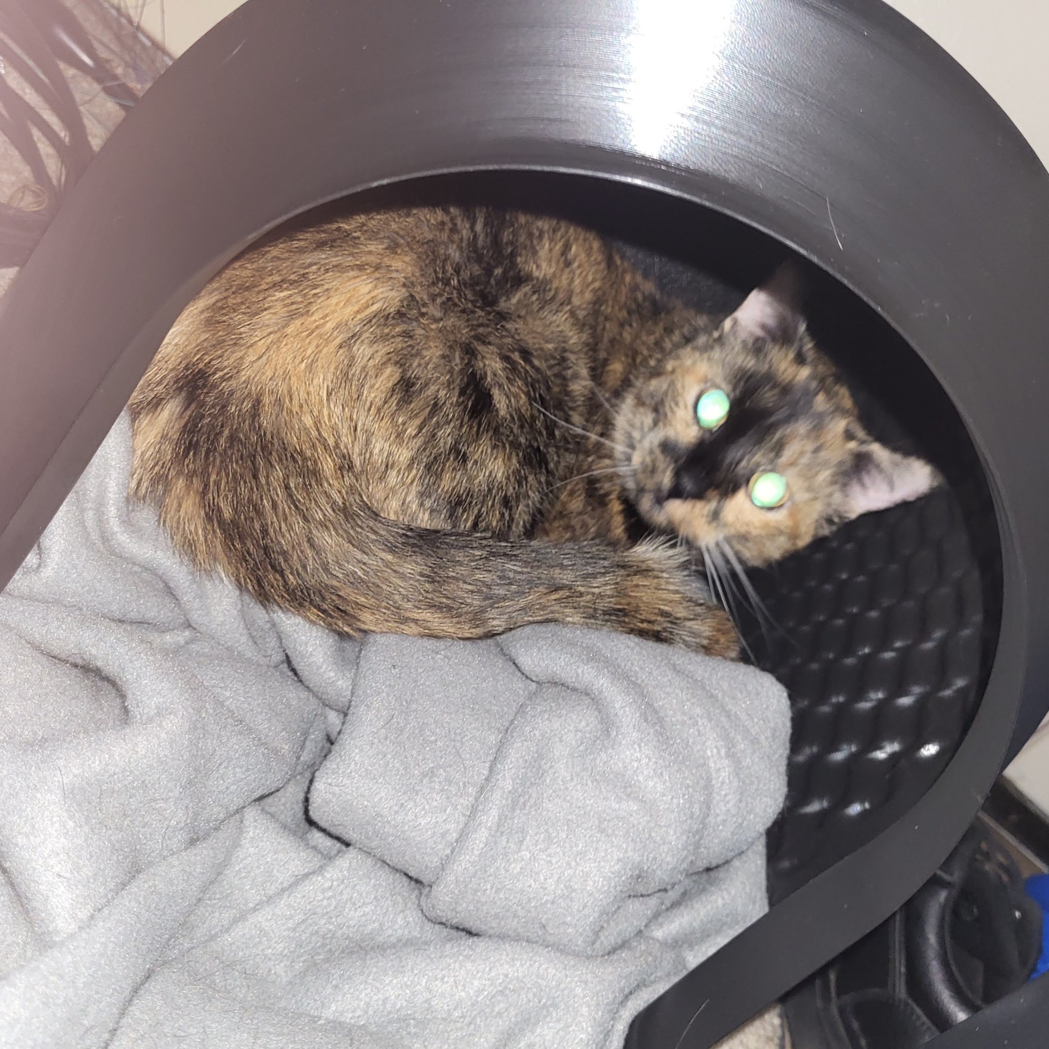 Convoluted Cat Cubby: Vase Mode Box for Animals