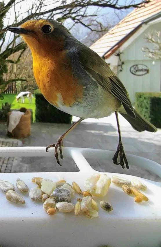 Tiêu đề Bird Buddy Perch Tóm tắt Đây là phiên bản cải tiến c