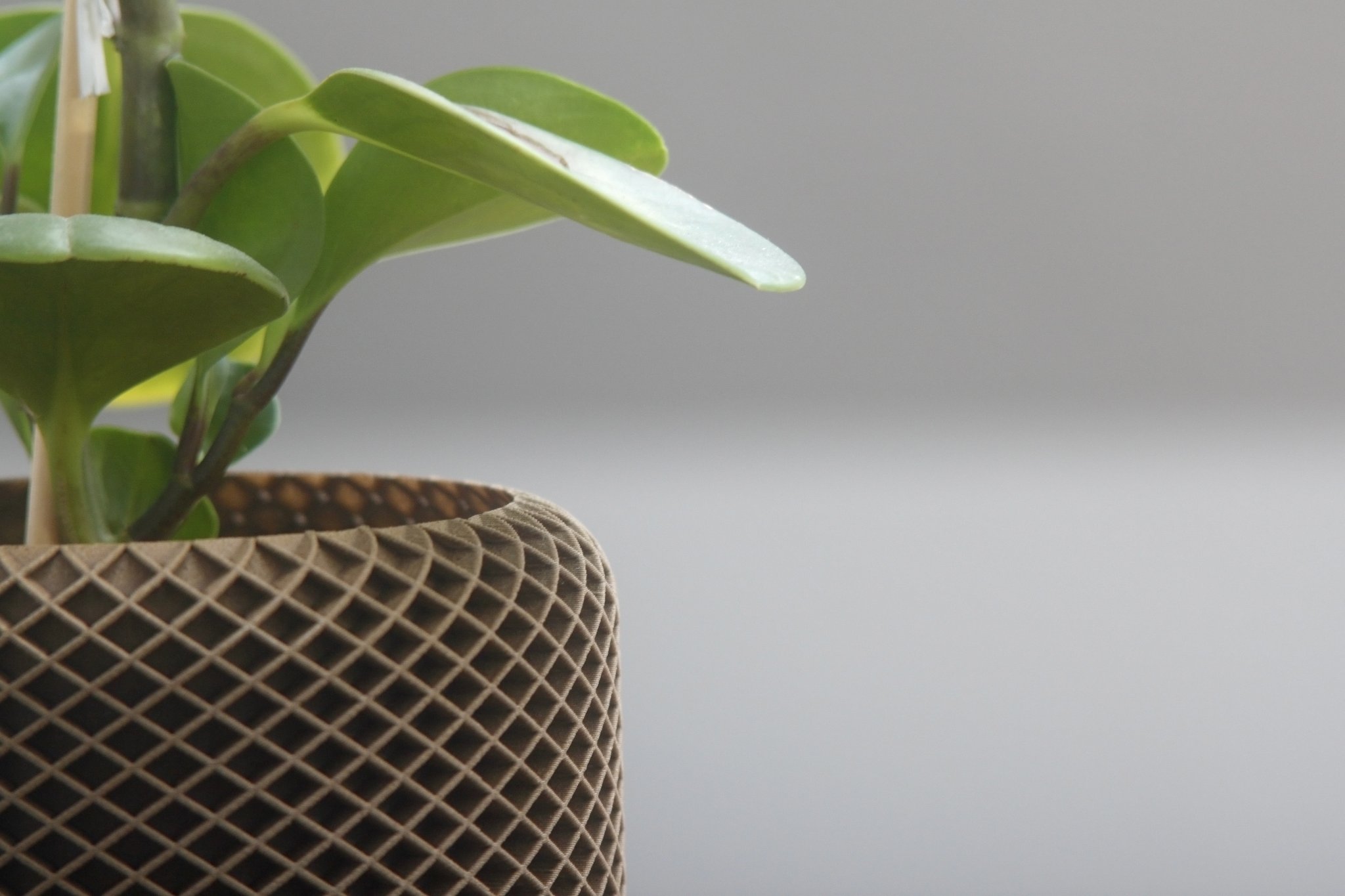 Chậu Cây Hình Học 1