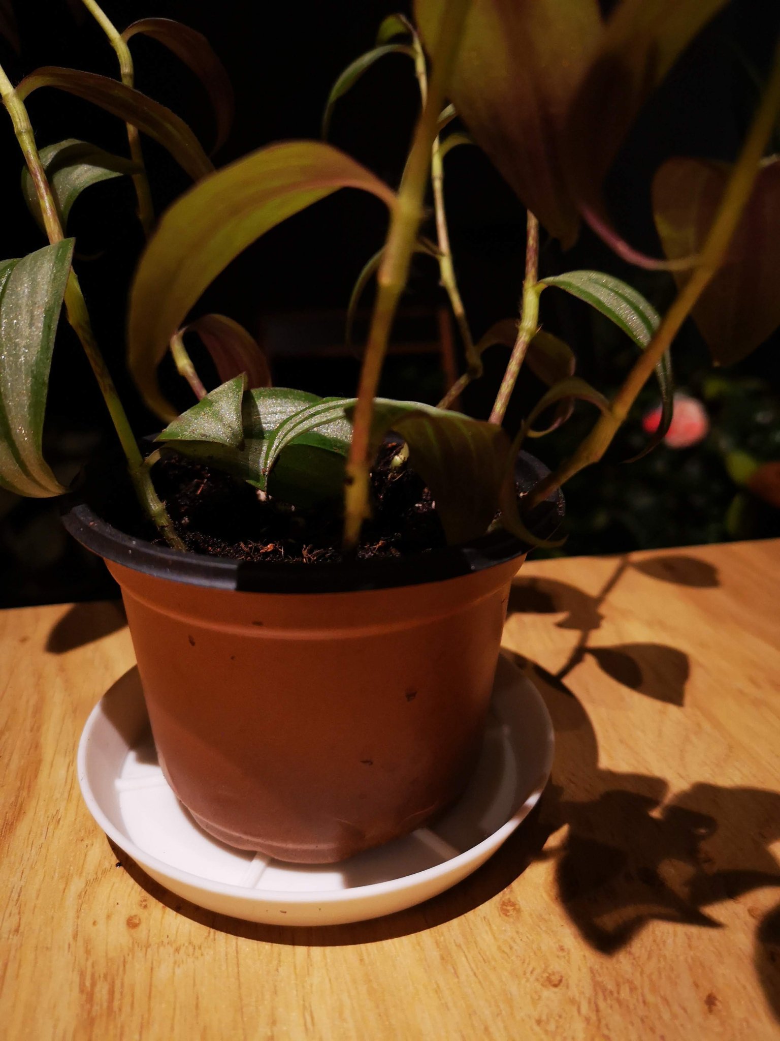 Tiêu đề AquaGuard Custom Saucer The Ultimate Plant Base Creator Tóm tắt