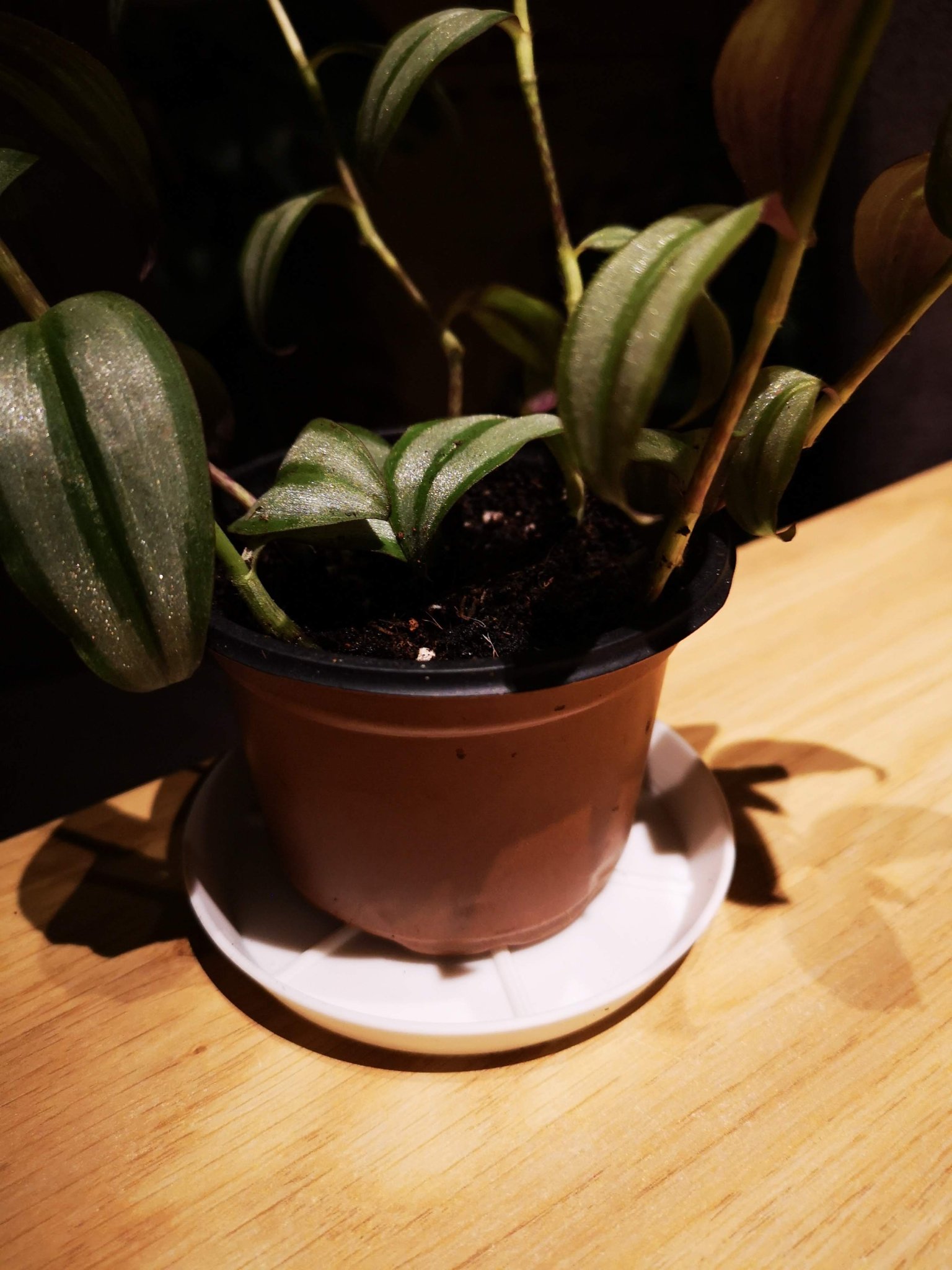 Tiêu đề AquaGuard Custom Saucer The Ultimate Plant Base Creator Tóm tắt