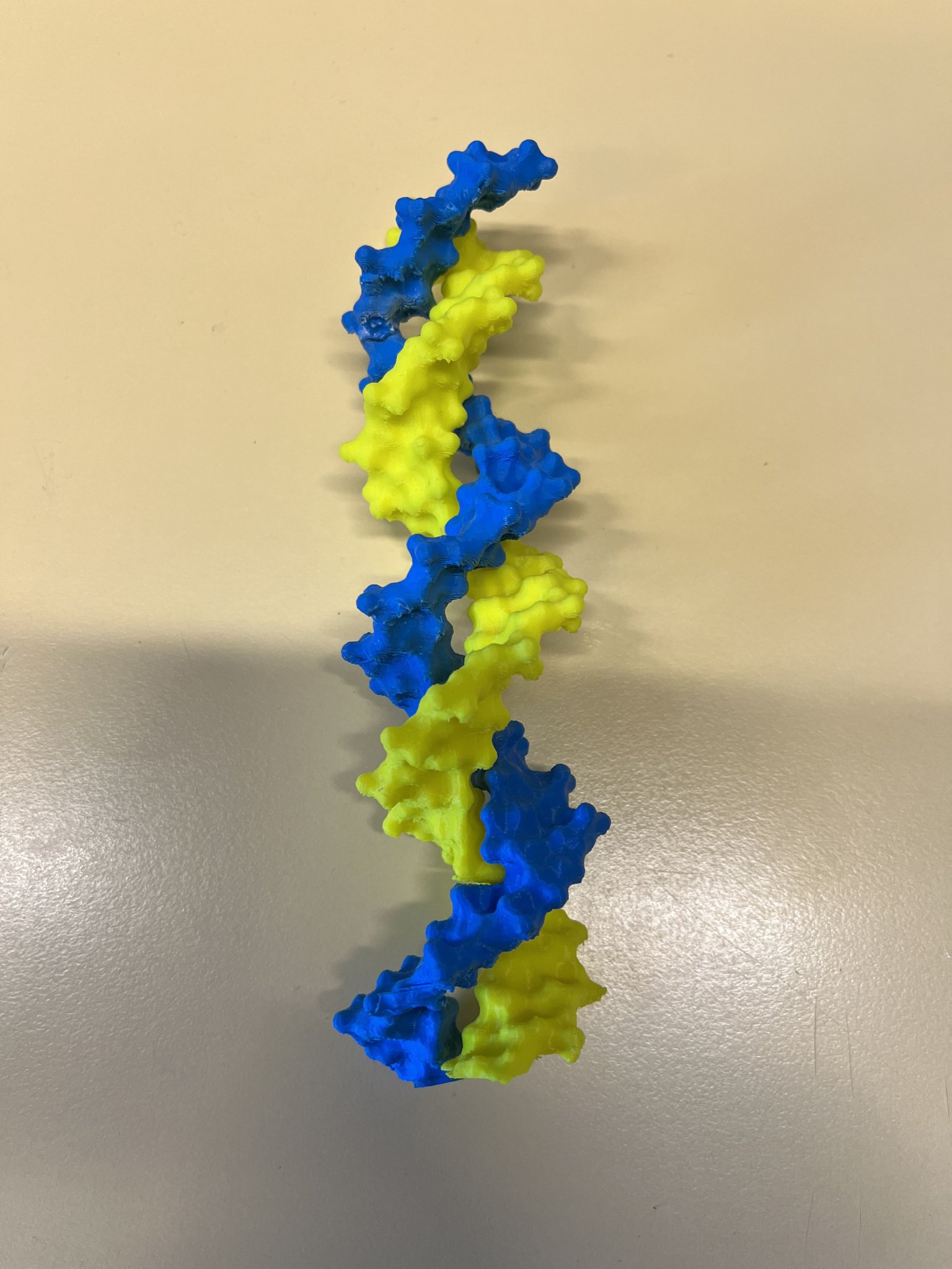 Mô Hình Phân Tử DNA Xoắn Kép
