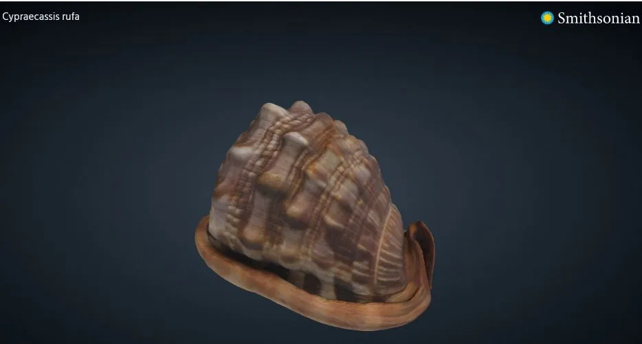 Mô hình 3D Vỏ Sò - Conch