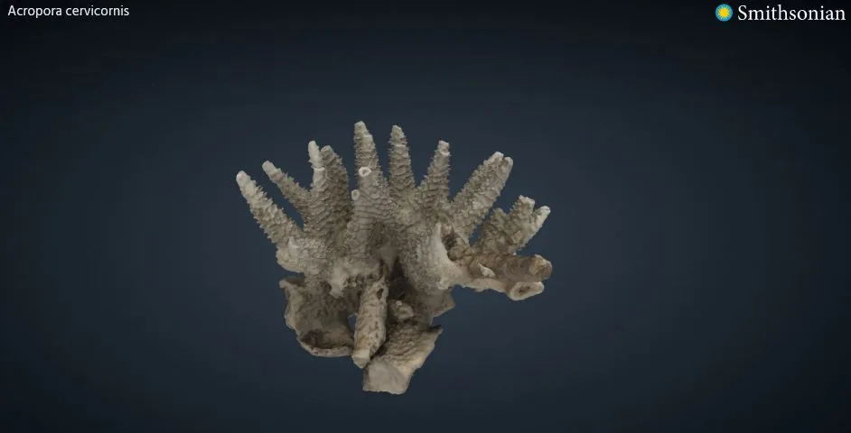 Tiêu đề Acropora cervicornis Coral Tóm tắt Vị trí thu thập Ph