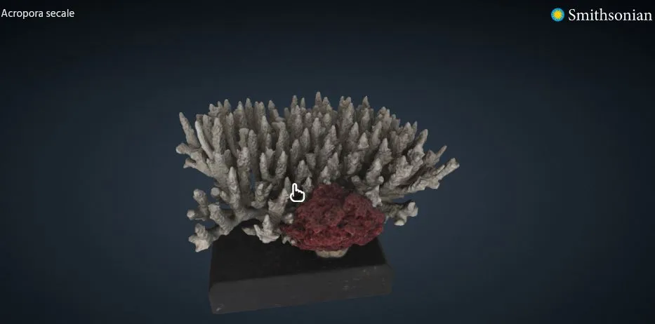 Tiêu đề Acropora secale Coral Tóm tắt Vị trí thu thập Đông