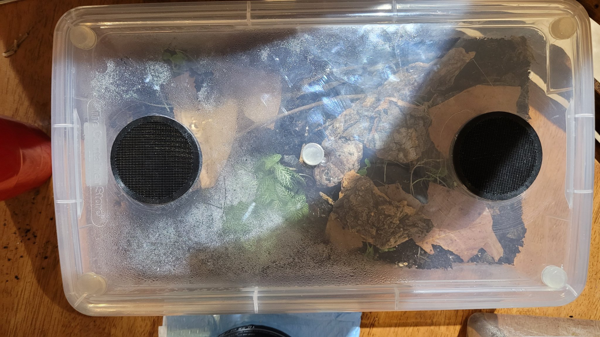 Lỗ Thông Gió Con Sâu Bọ 2 Cỡ 50mm