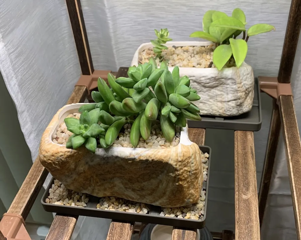 Tiêu đề Đĩa trồng cây hình chữ nhật Tóm tắt Đĩa đựng ch