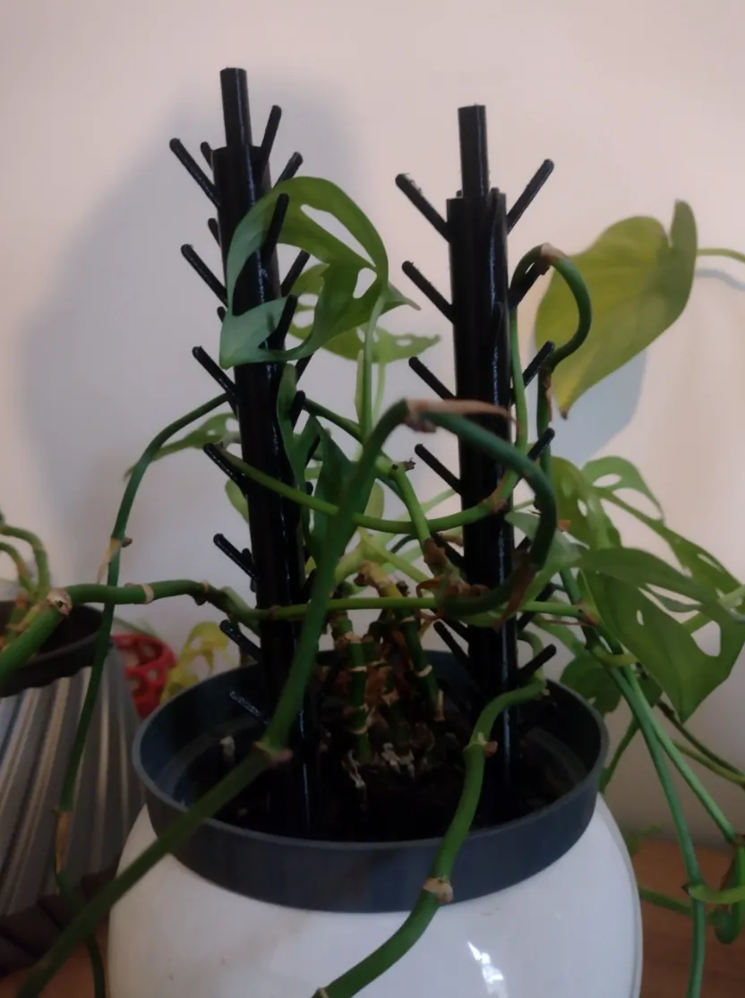 Tiêu đề Hoa Hỗ Trợ Monstera Tóm tắt Hỗ trợ hoa đơn giản cho