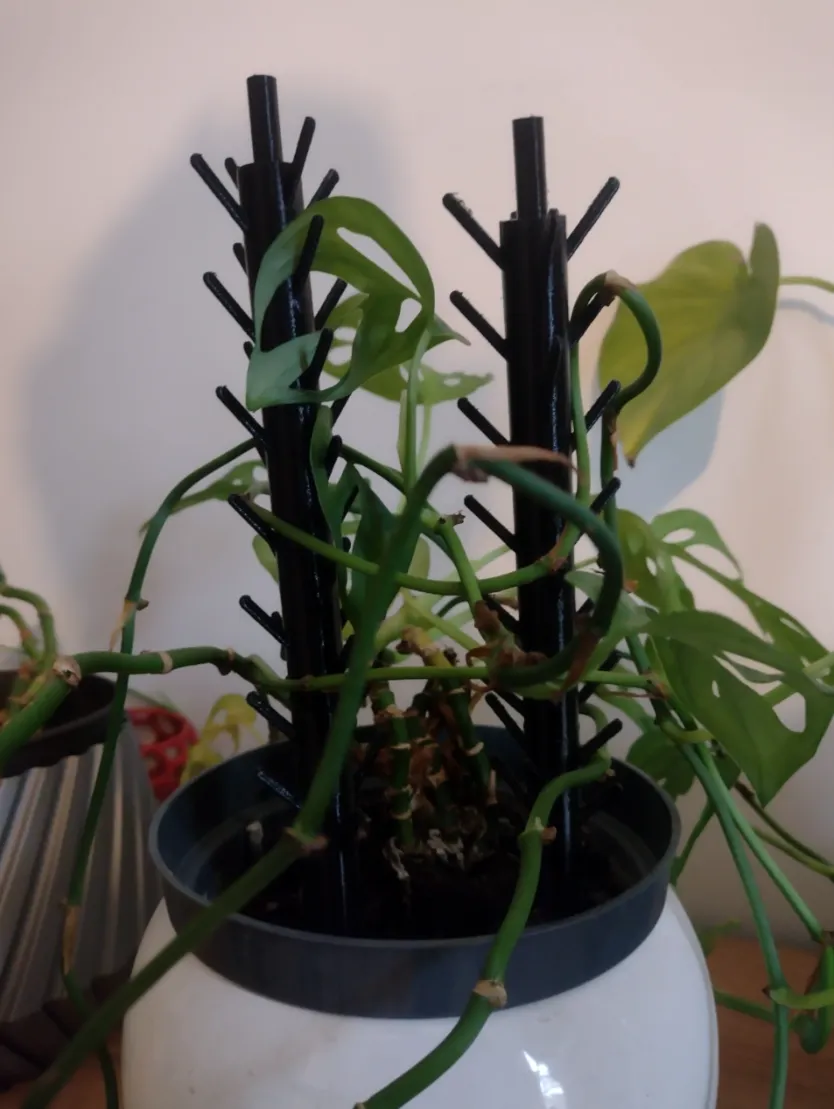 Tiêu đề Hoa Hỗ Trợ Monstera Tóm tắt Hỗ trợ hoa đơn giản cho