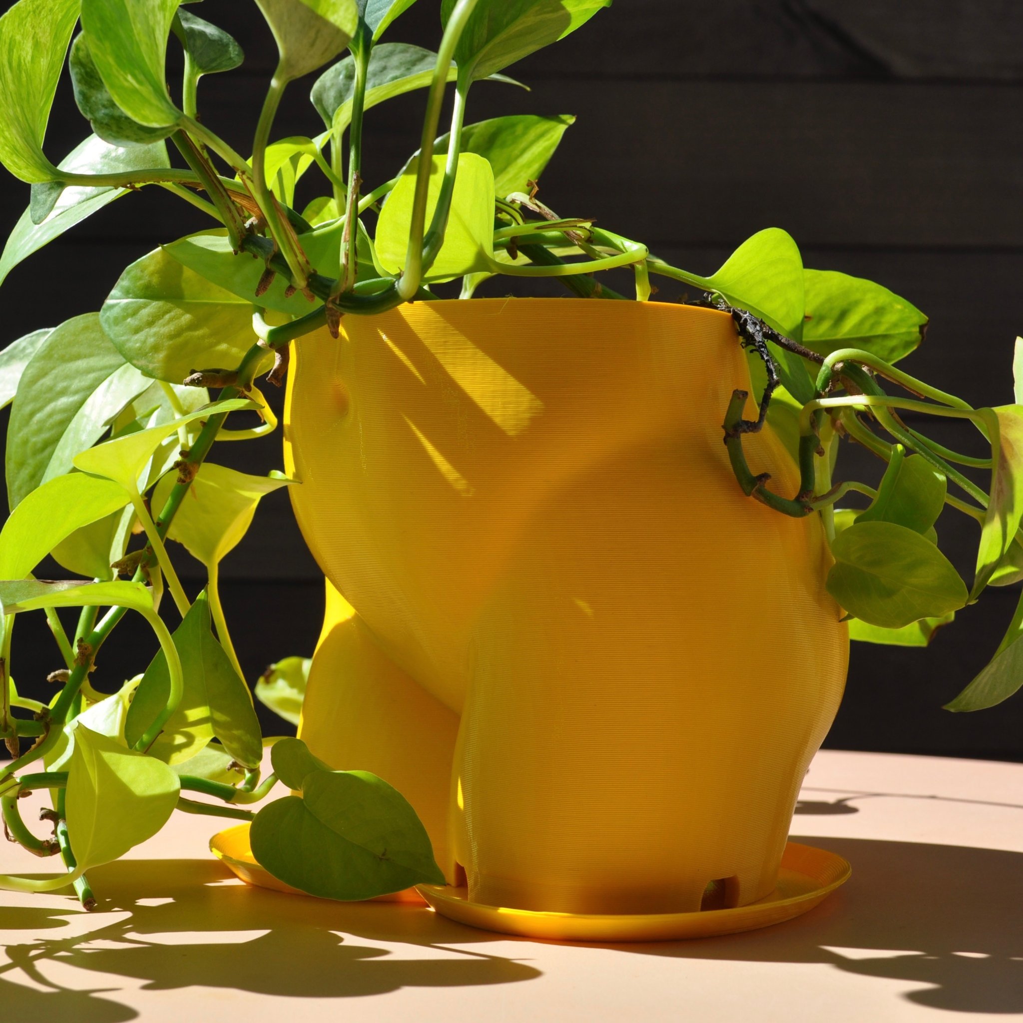 Chậu Trồng Cây Hình Mông 2023