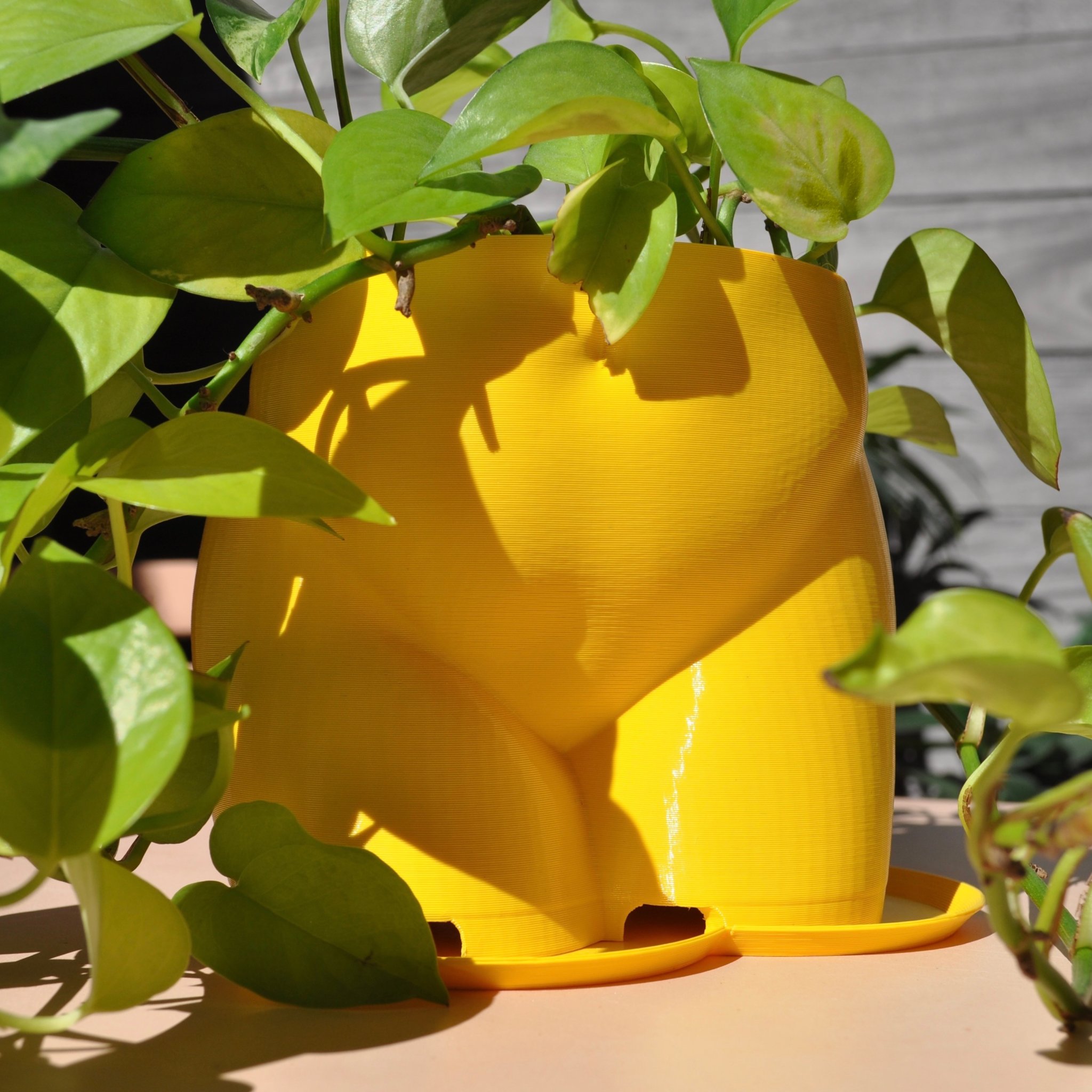 Chậu Trồng Cây Hình Mông 2023