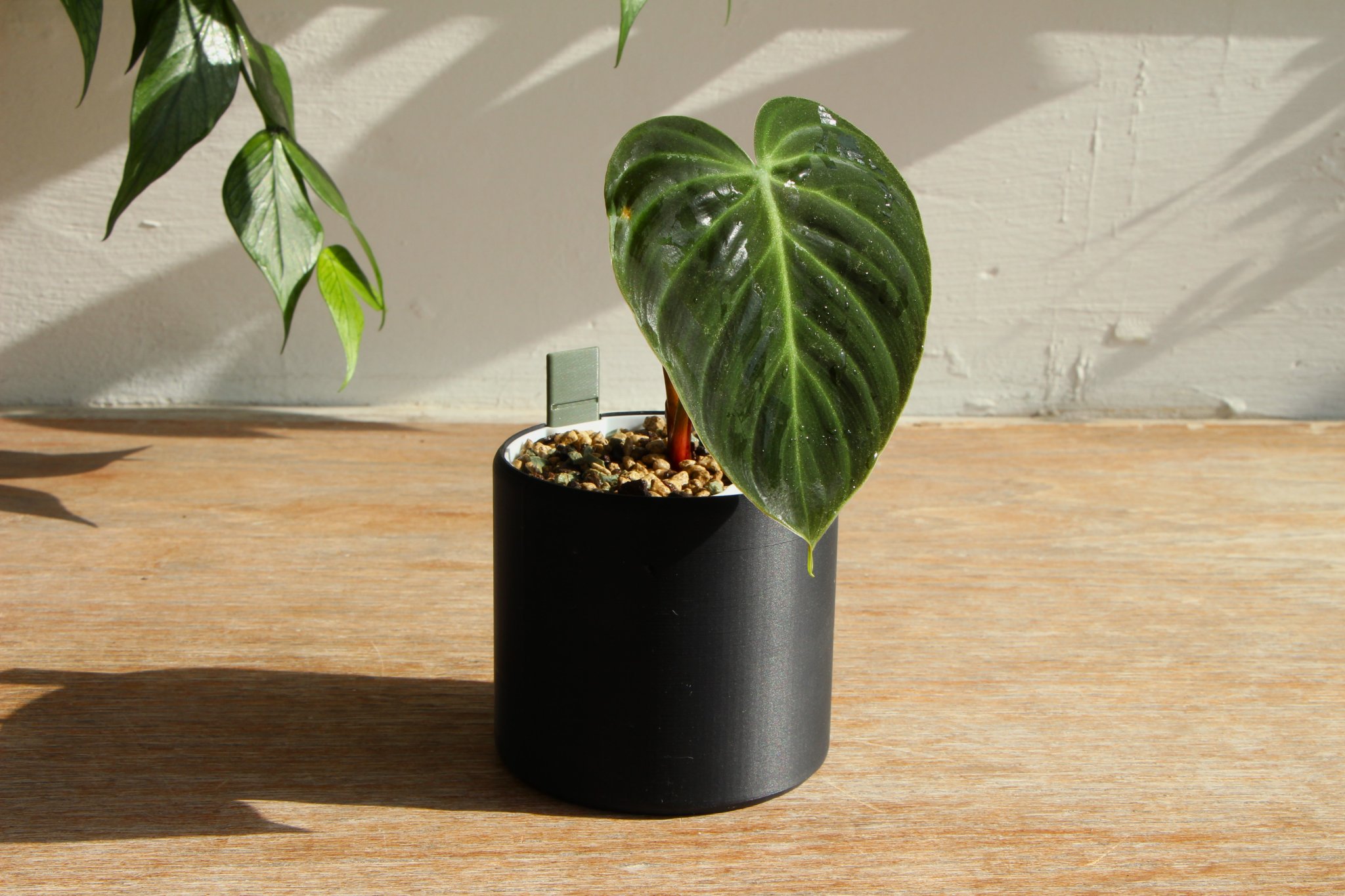 Self Watering Plant Pot
