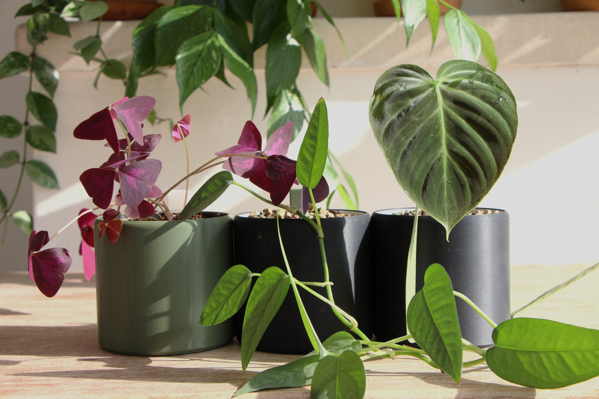 Self Watering Plant Pot