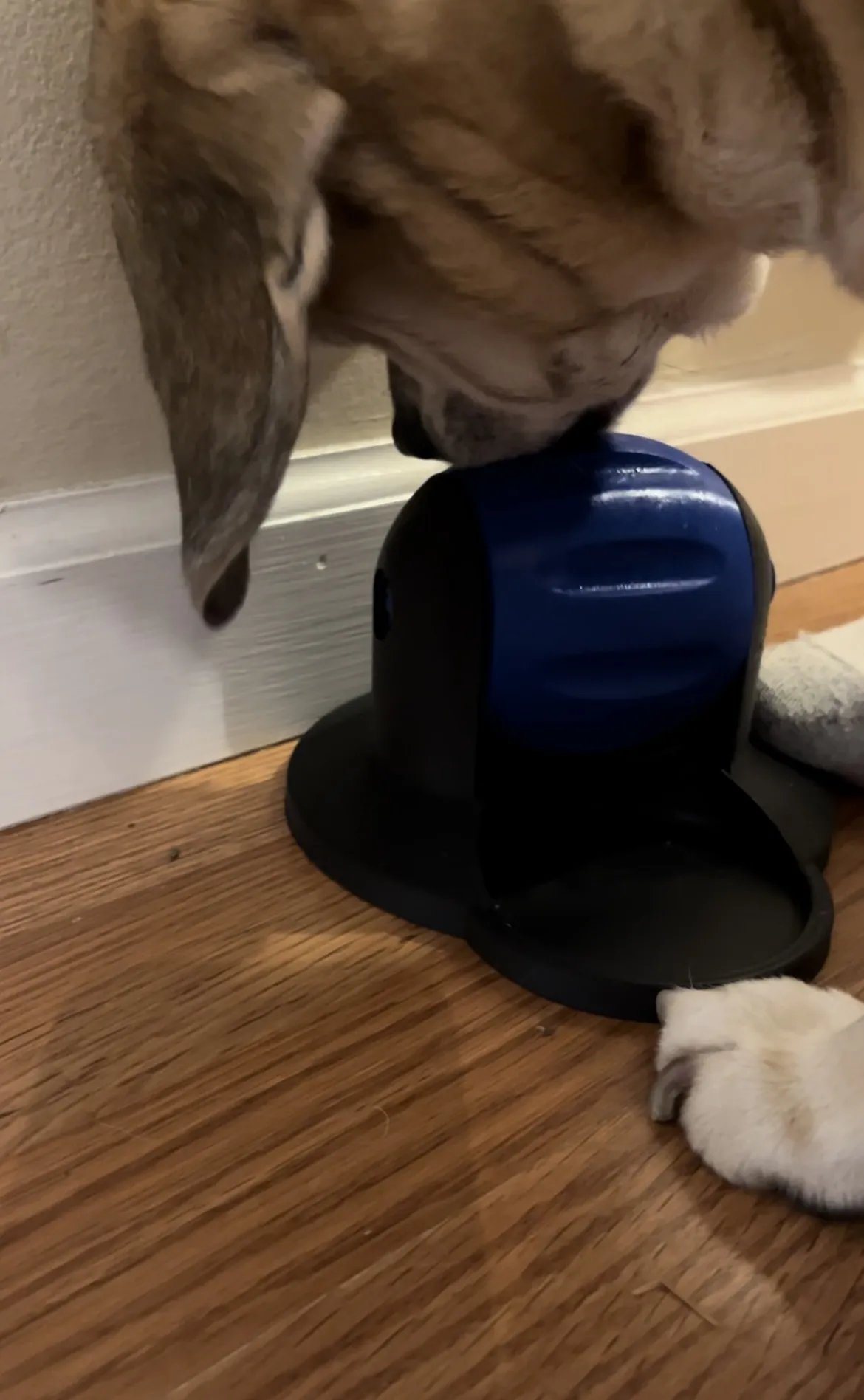 Chén Đồ Ăn Vặt Cho Chó Tự Vận Động