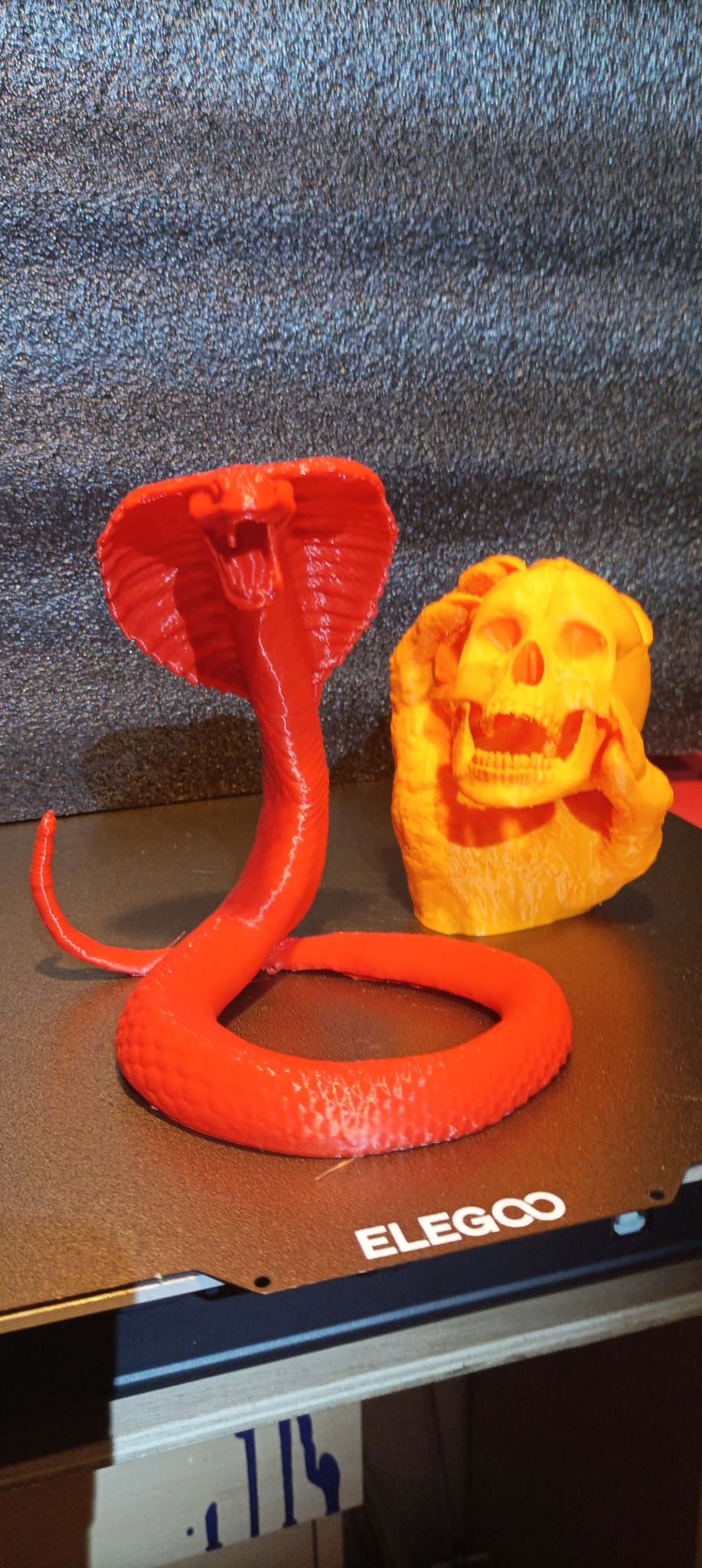 Con Rắn Cho Mẫu Đầu Lâu Trong Tay