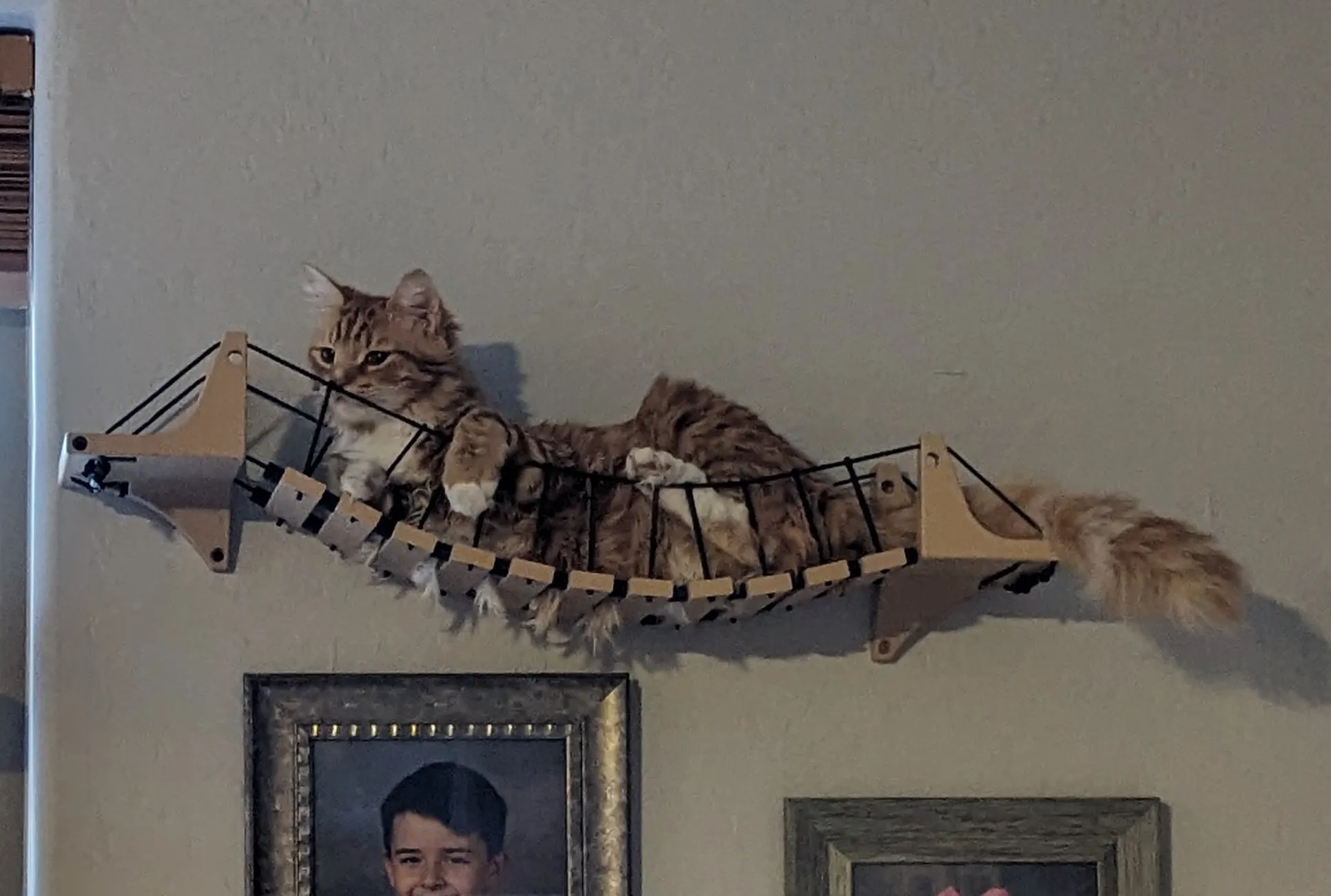 Cầu và bậc thang treo tường cho mèo