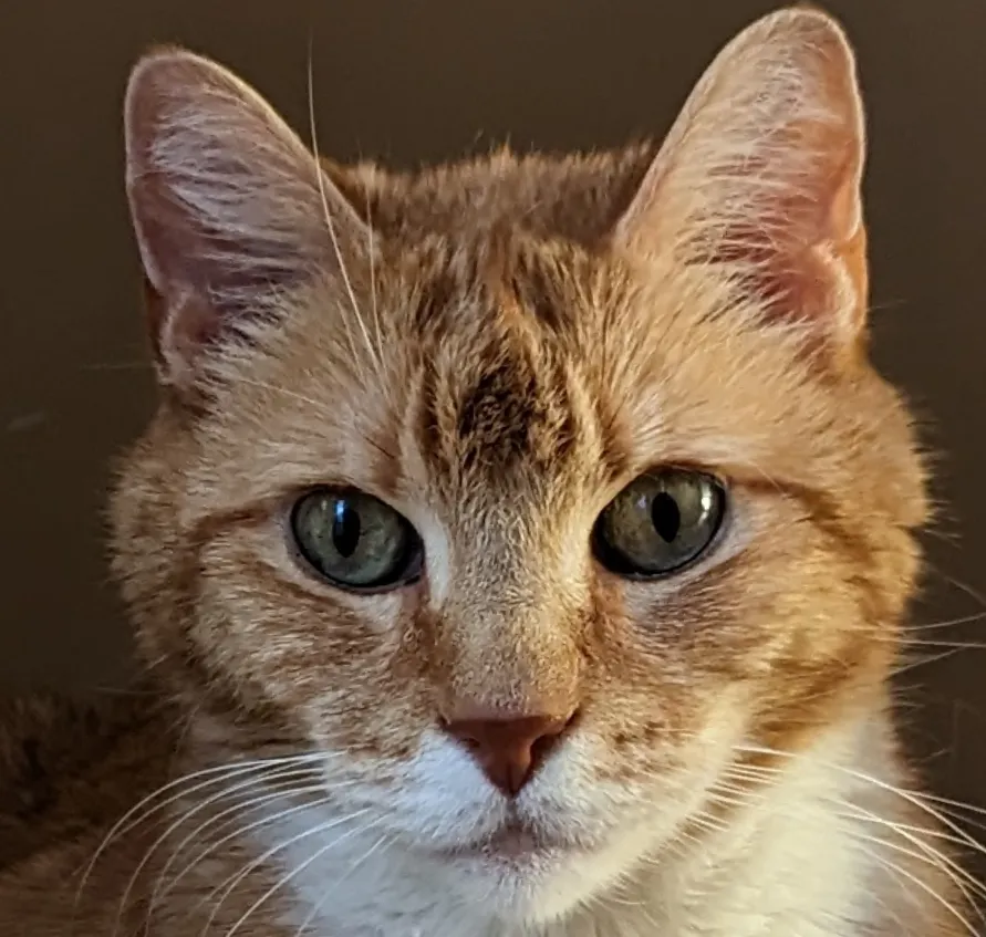 Chân Dung Mèo (HueForge)