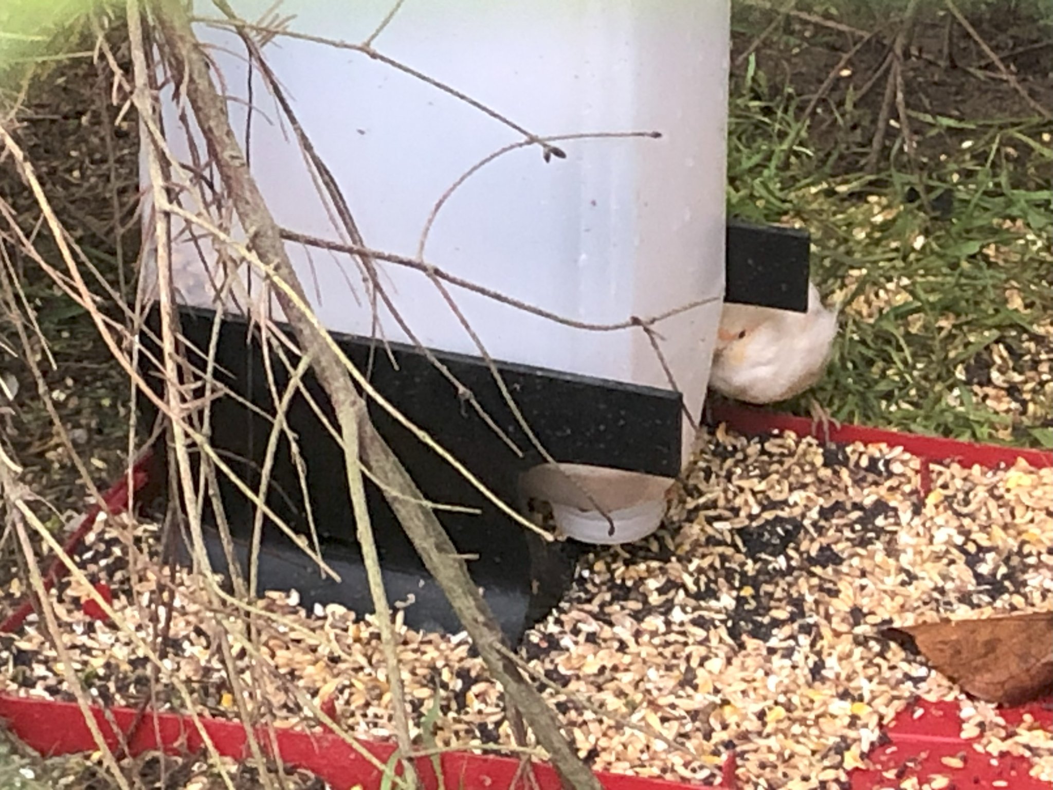 Tiêu đề Vogelfutterspender aus 5Liter Kanister Tóm tắt Es handelt sich