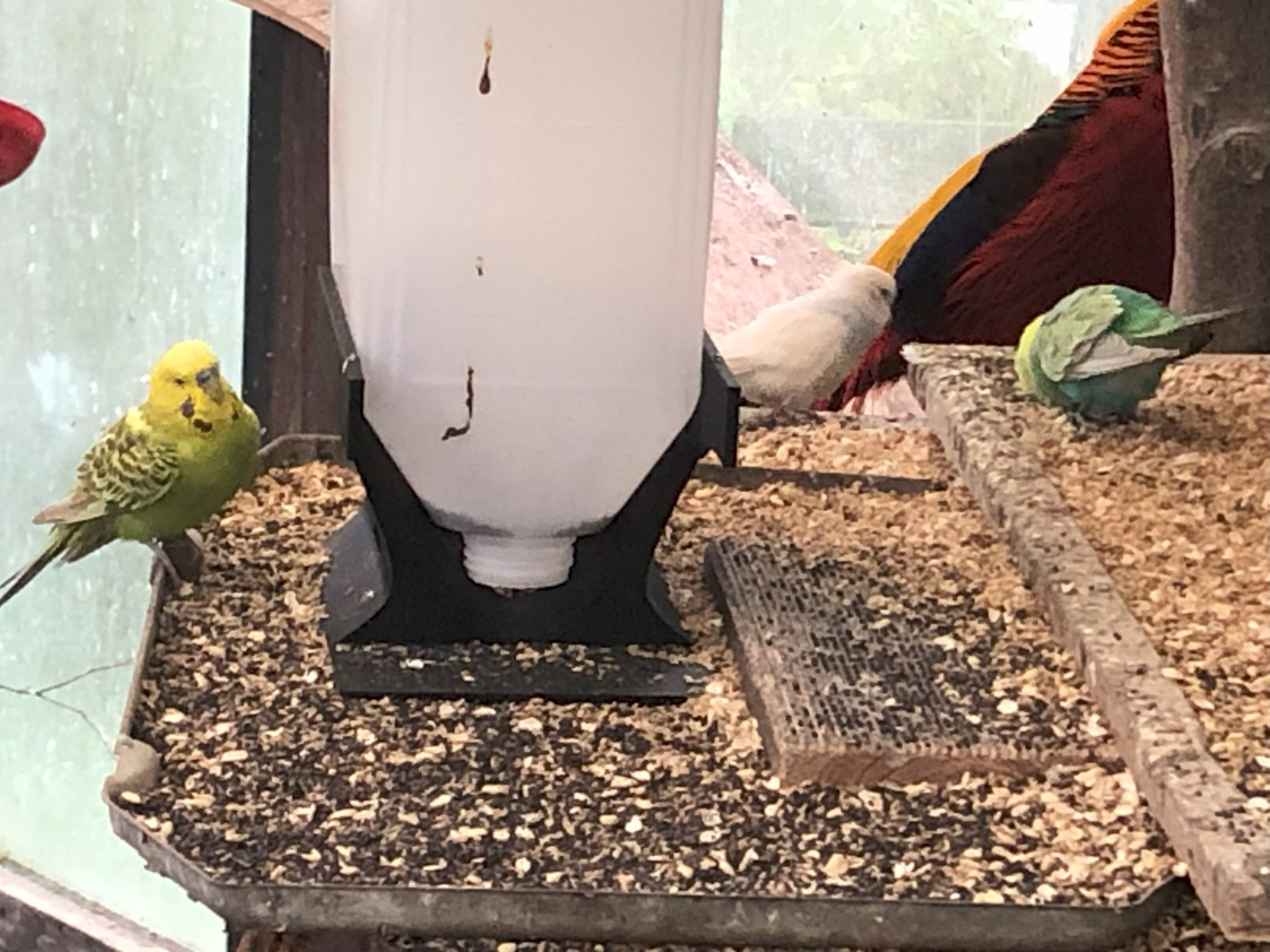 Tiêu đề Vogelfutterspender aus 5Liter Kanister Tóm tắt Es handelt sich