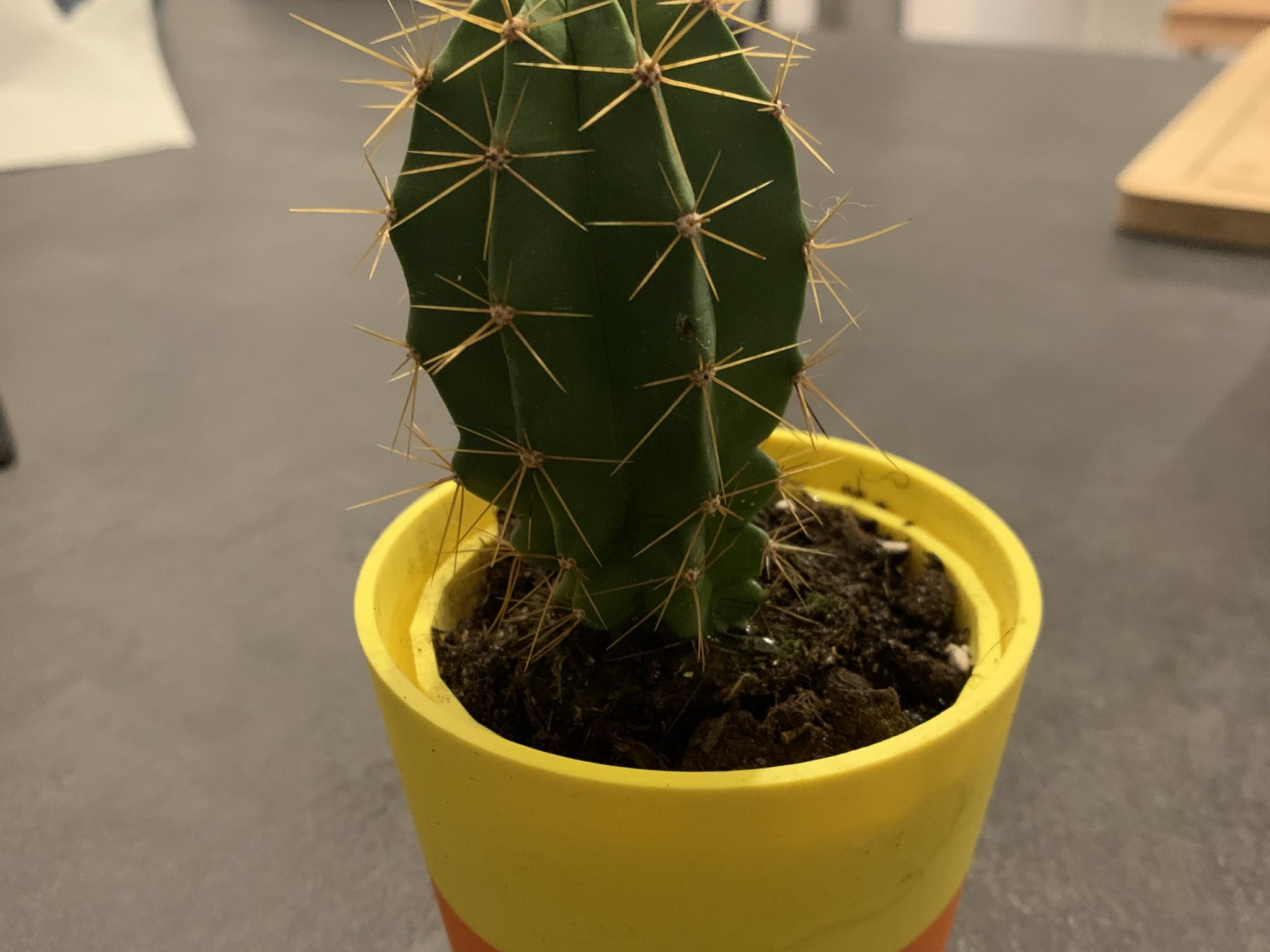 Tiêu đề Chậu hoa nhỏ Tổng hợp Chậu hoa đơn giản cho cây nh