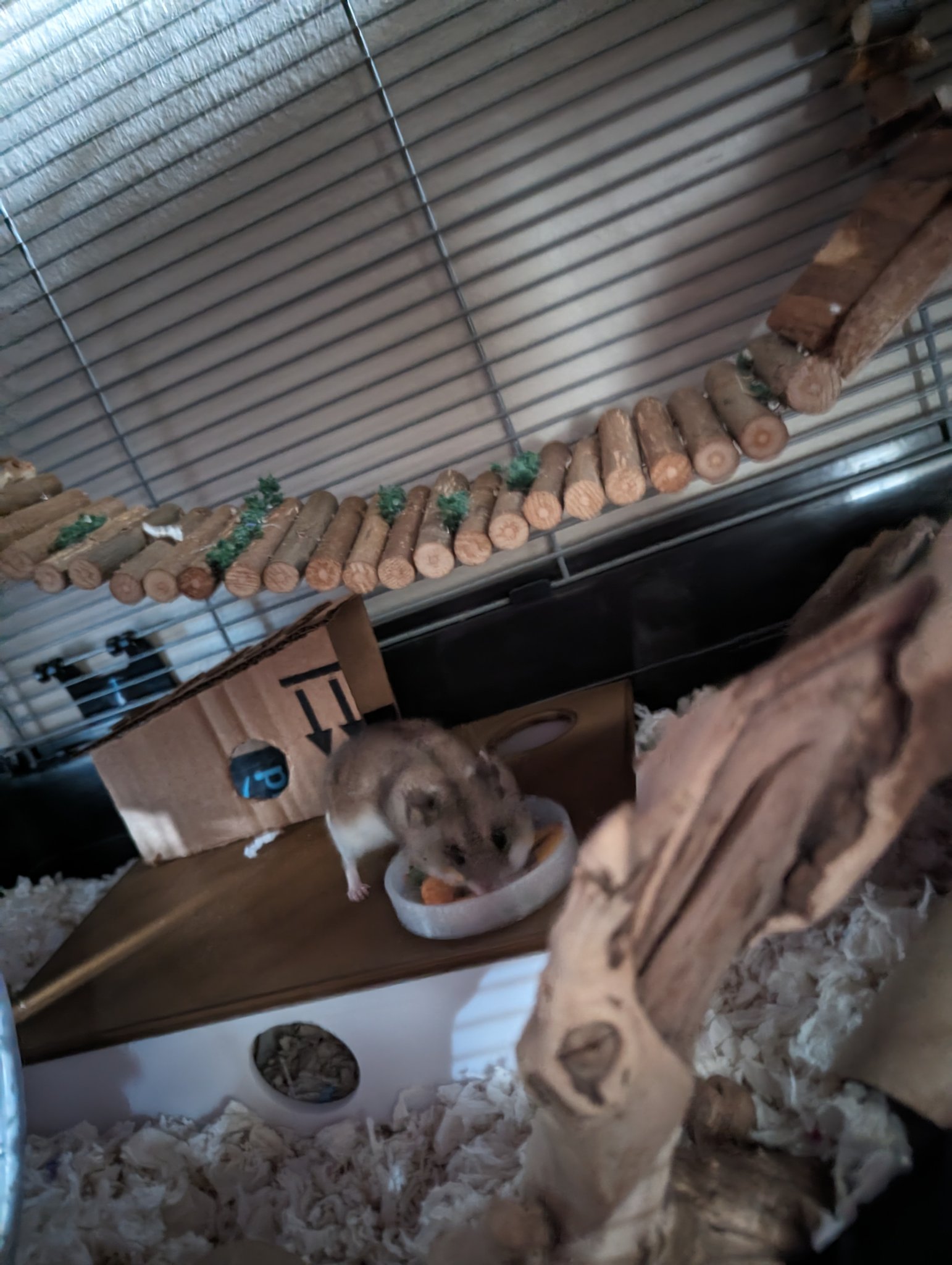 Tiêu đề Hamster Multi-Chamber Hideout Tóm tắt Nơi ẩn náu của chu