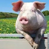 Tiêu đề Piggy Tóm tắt Chỉ là một chú lợn dễ thương DANH M