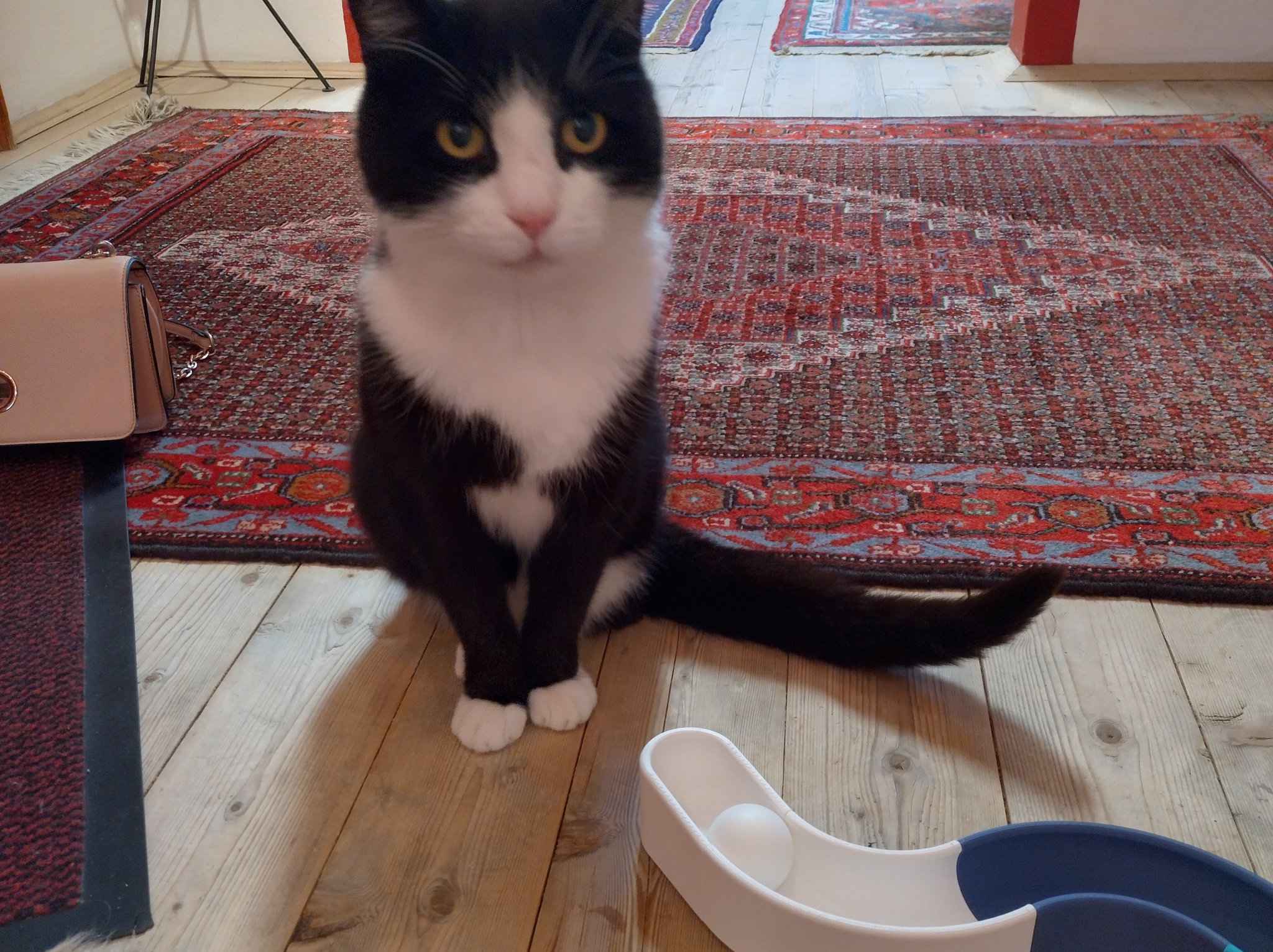 Tiêu đề Mô-đun đồ chơi đường ray cho mèo Tóm tắt Đồ chơ