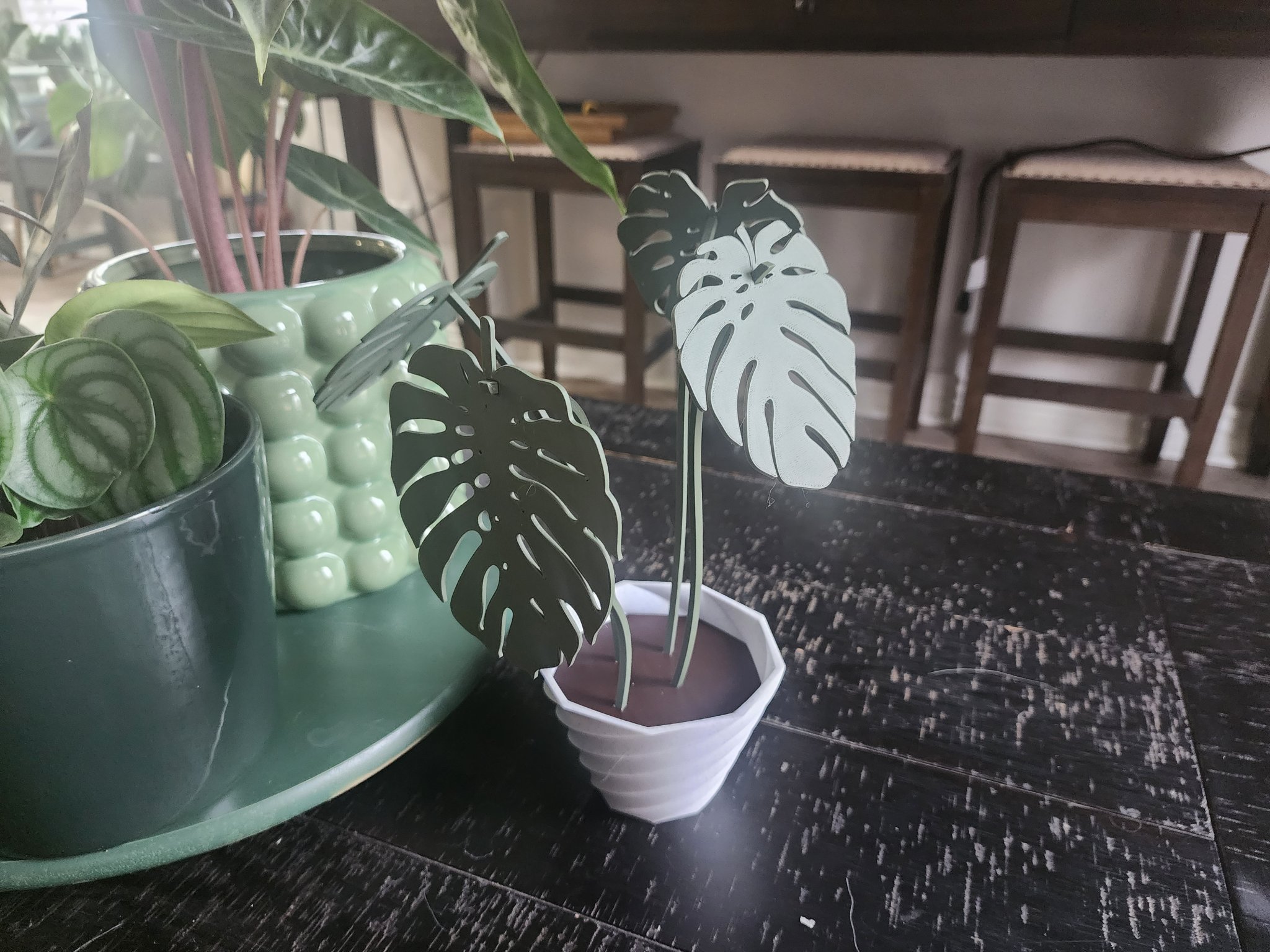 Monstera Coaster Set