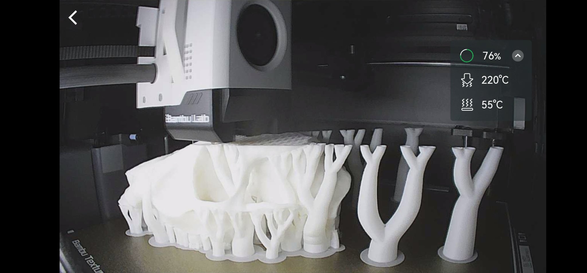 Đầu Lâu Động Vật Có Sừng/Gạc