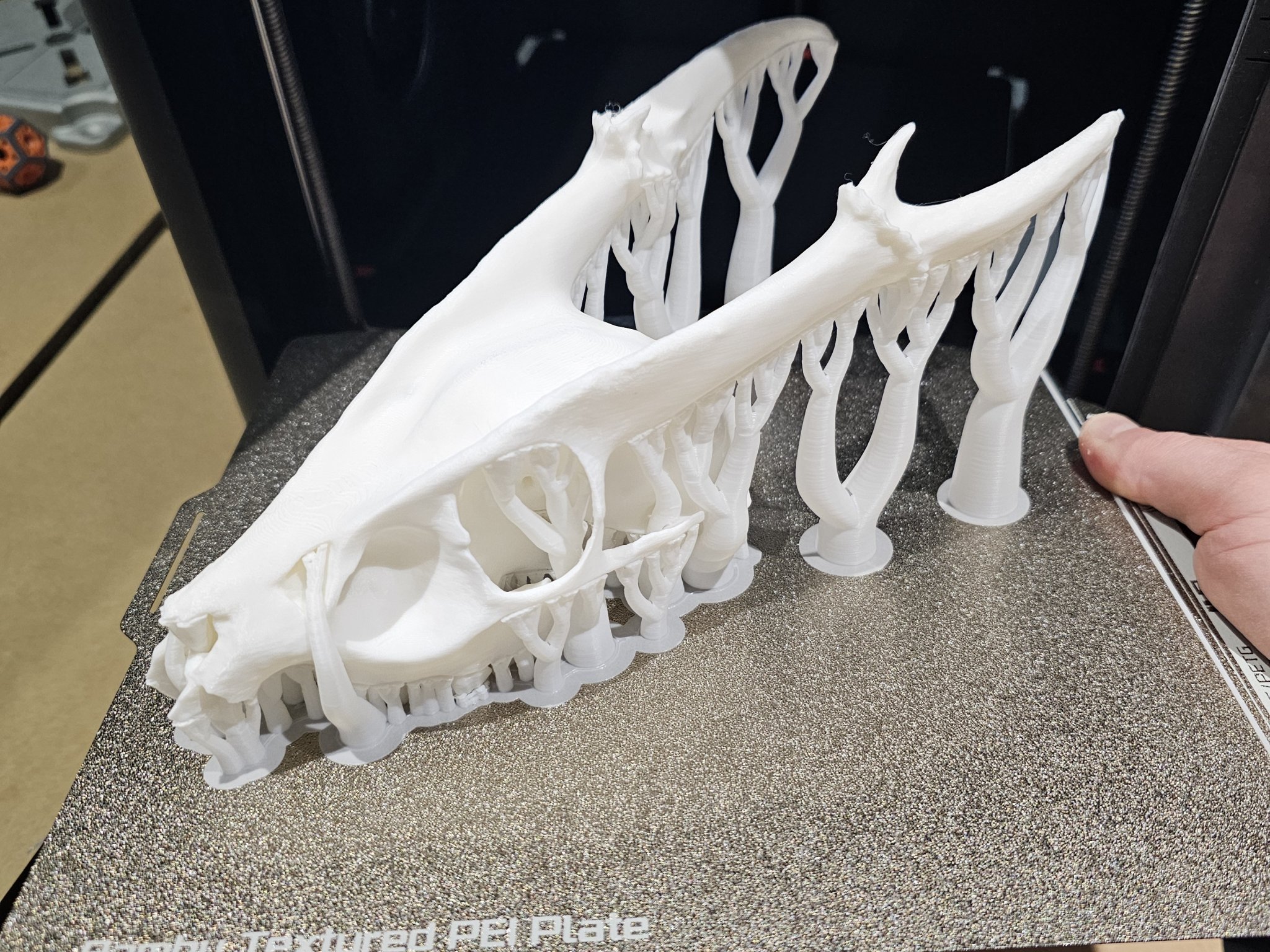 Đầu Lâu Động Vật Có Sừng/Gạc