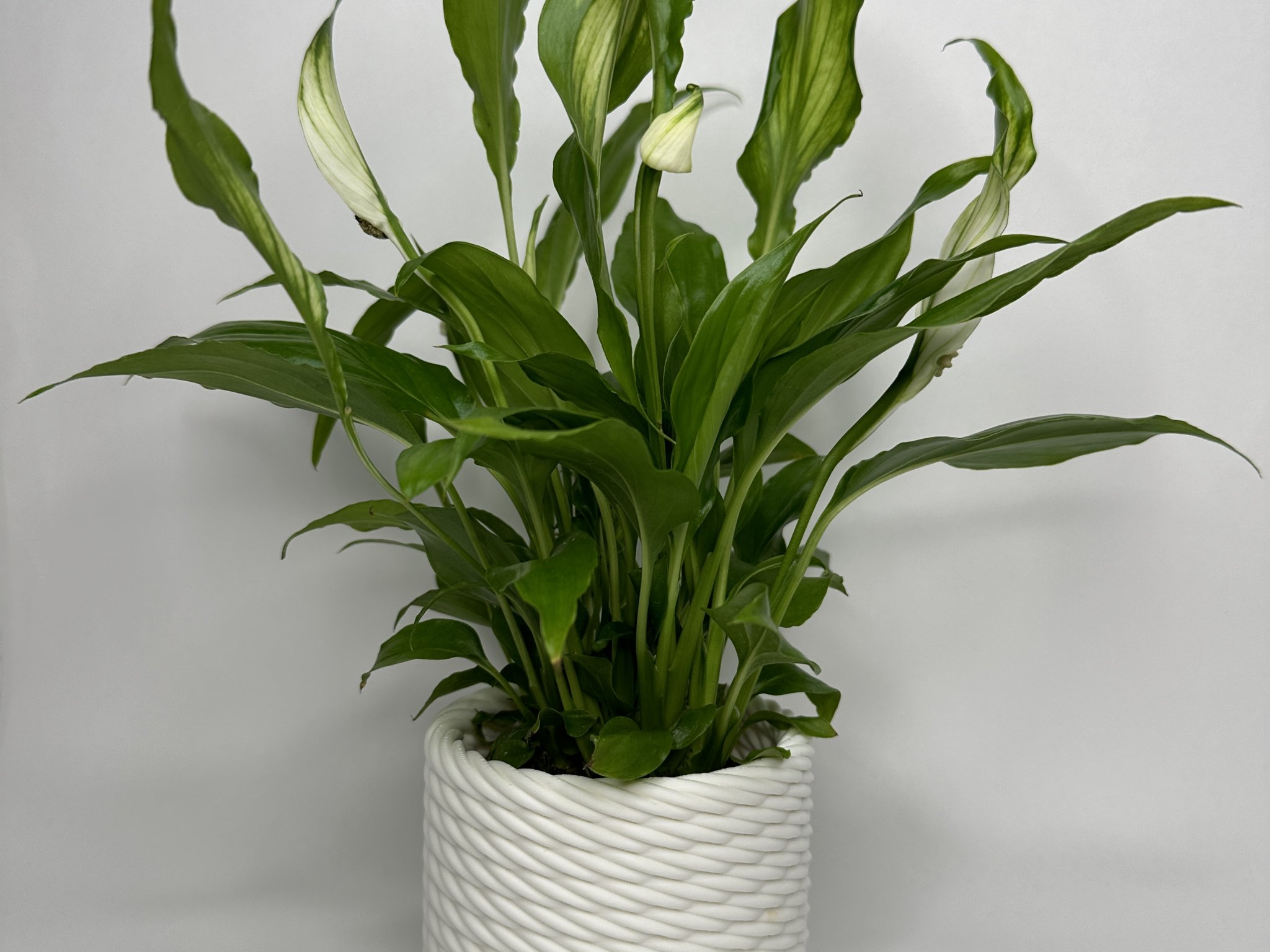 Tiêu đề Giỏ bện nhìn chậu cây Tóm tắt Tôi đã thiết kế