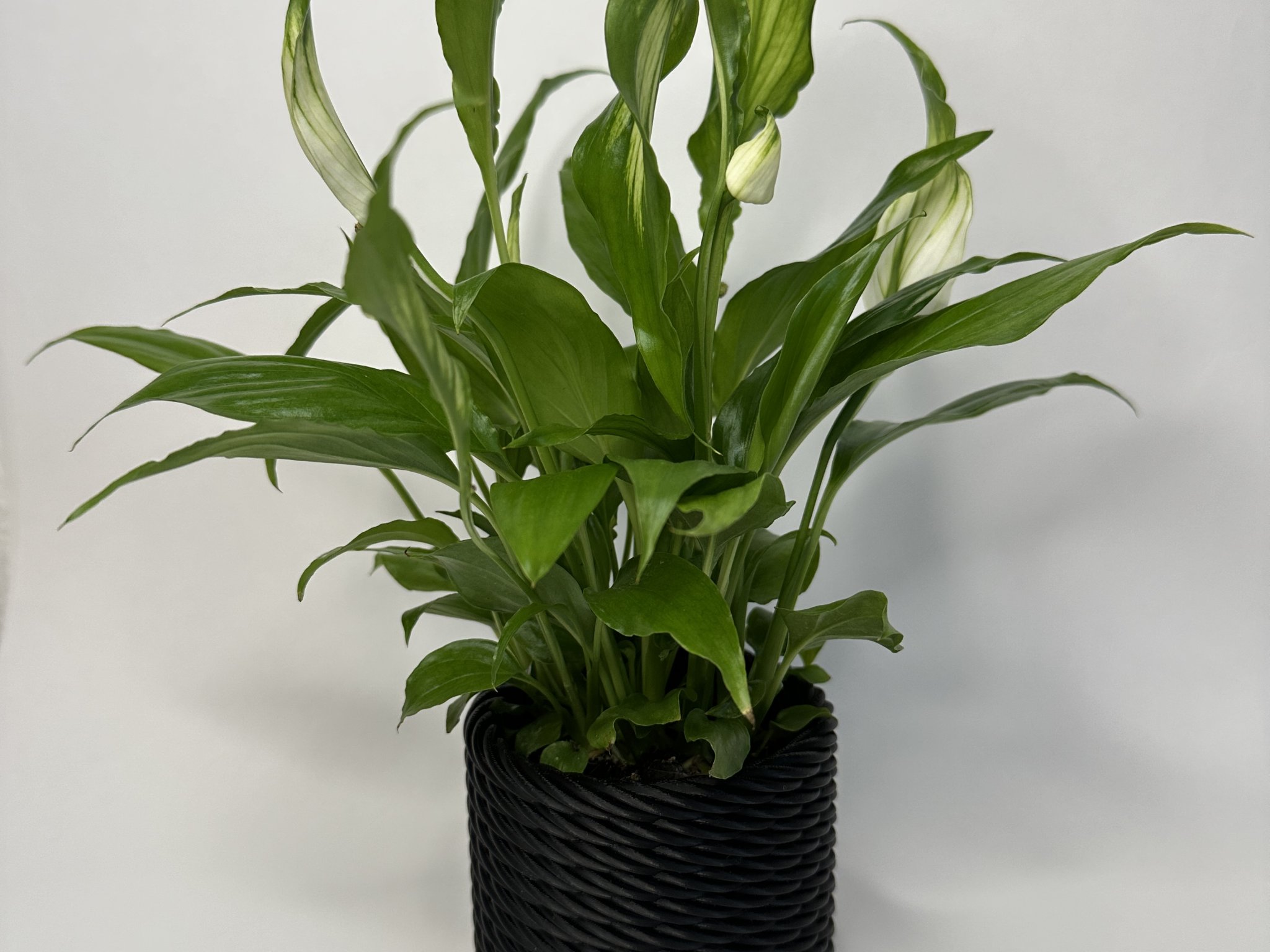 Tiêu đề Giỏ bện nhìn chậu cây Tóm tắt Tôi đã thiết kế