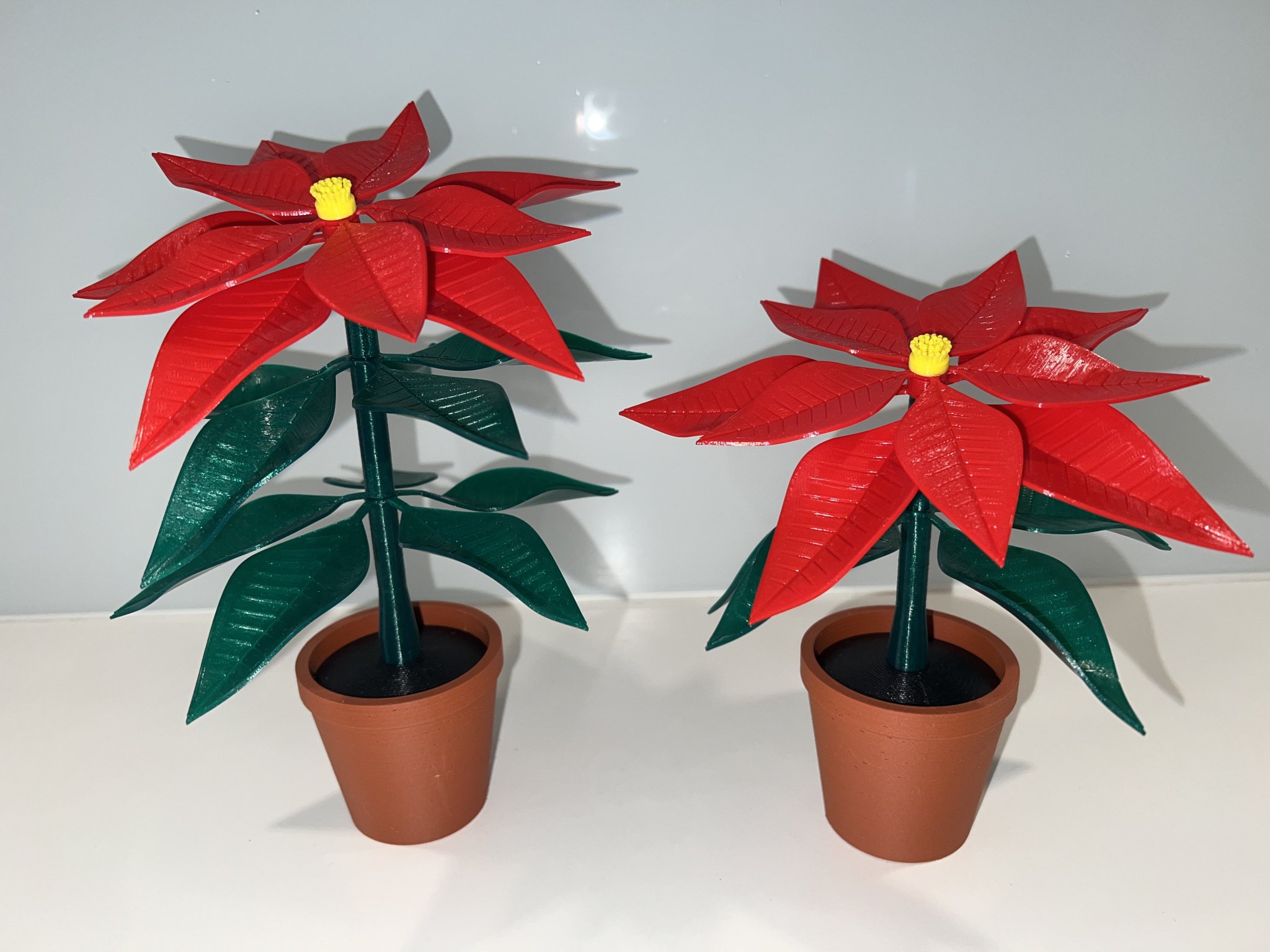 Chậu hoa trạng nguyên