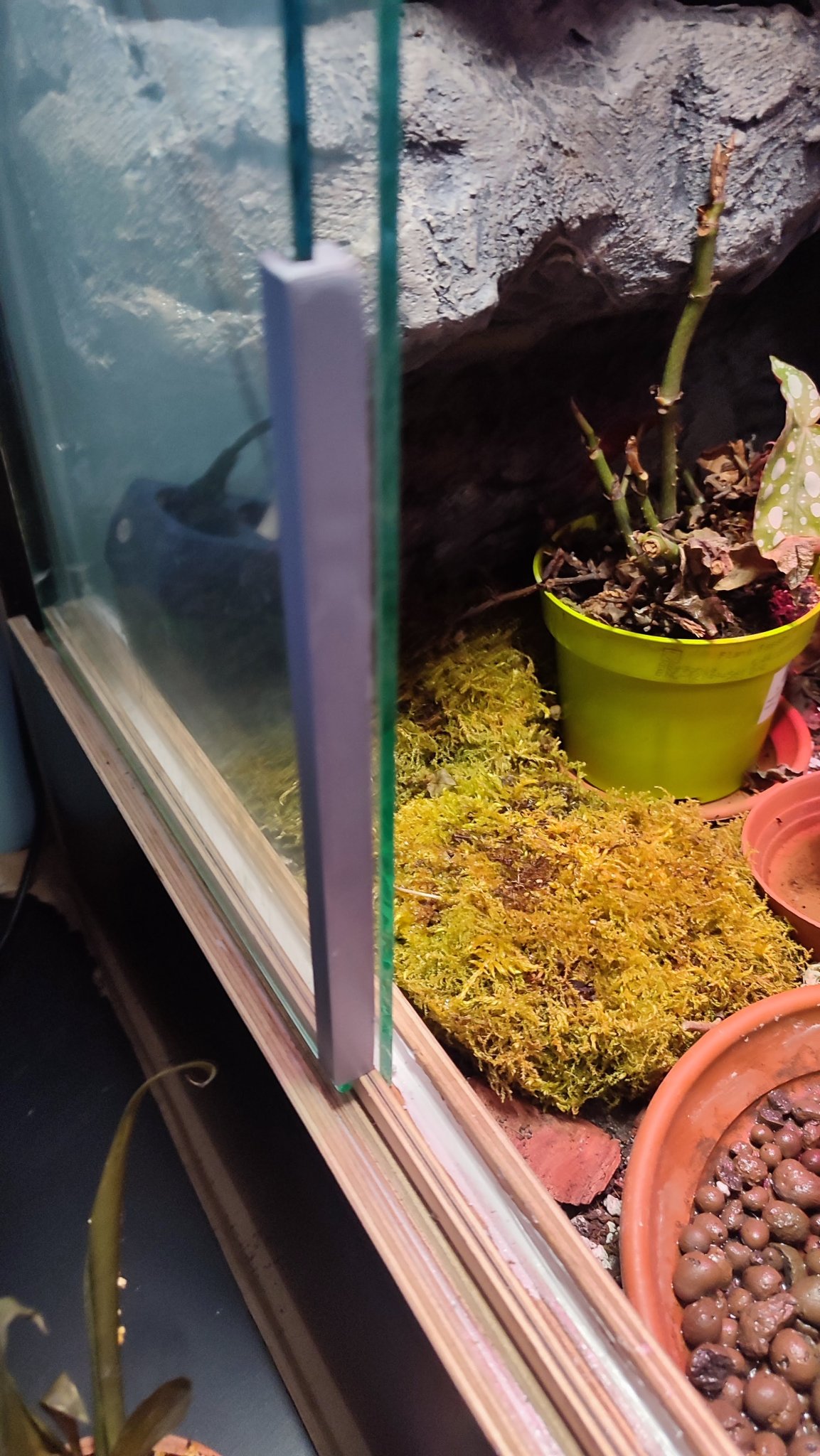 Tiêu đề Miếng đệm kính Terrarium Tóm tắt Mô hình này được