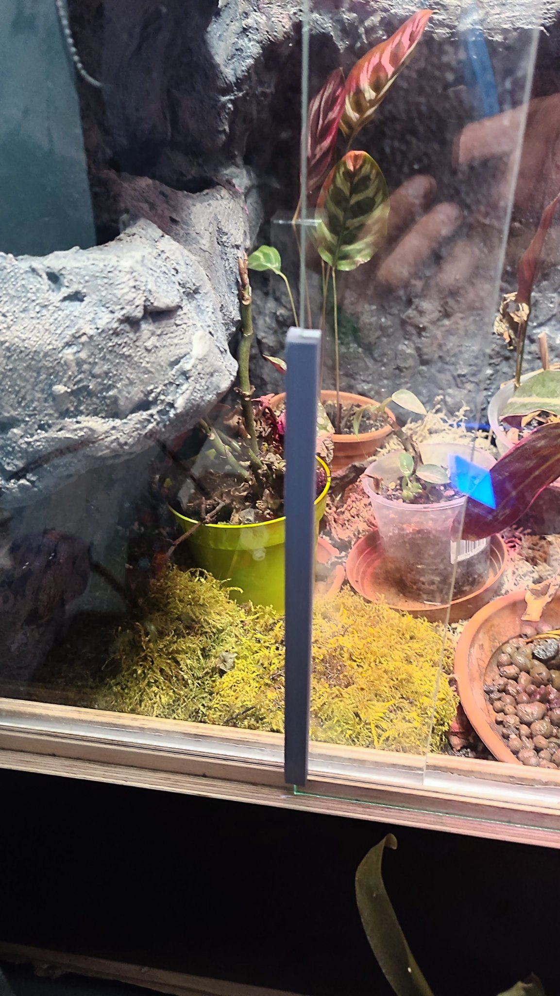 Tiêu đề Miếng đệm kính Terrarium Tóm tắt Mô hình này được