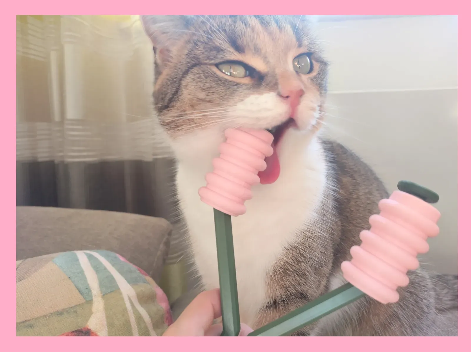 Tiêu đề Máy mát xa má mèo Tóm tắt Nâng cao sức khỏe cho mèo