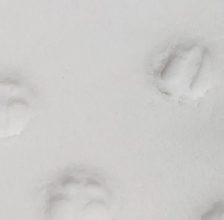 Móng Guốc Tuần Lộc (Giảm Tỷ Lệ 10%)