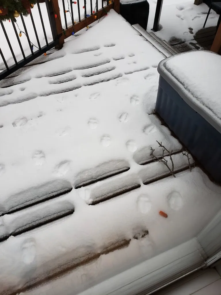 Móng Guốc Tuần Lộc (Giảm Tỷ Lệ 10%)