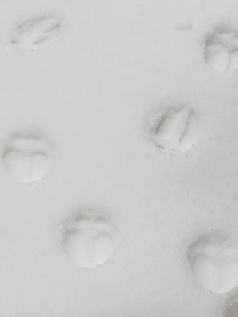 Móng Guốc Tuần Lộc (Giảm Tỷ Lệ 10%)