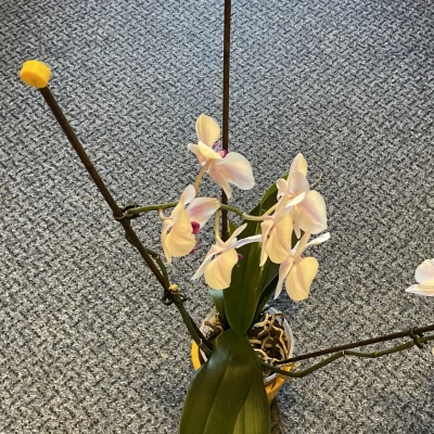 Phụ kiện trang trí và bảo vệ que cắm chậu hoa lan