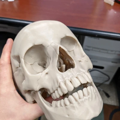 Hộp sọ người, chính xác về mặt giải phẫu - Cắt lại