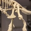 T-Rex Skeleton đã sửa và có thể in được - Thumbnail 3